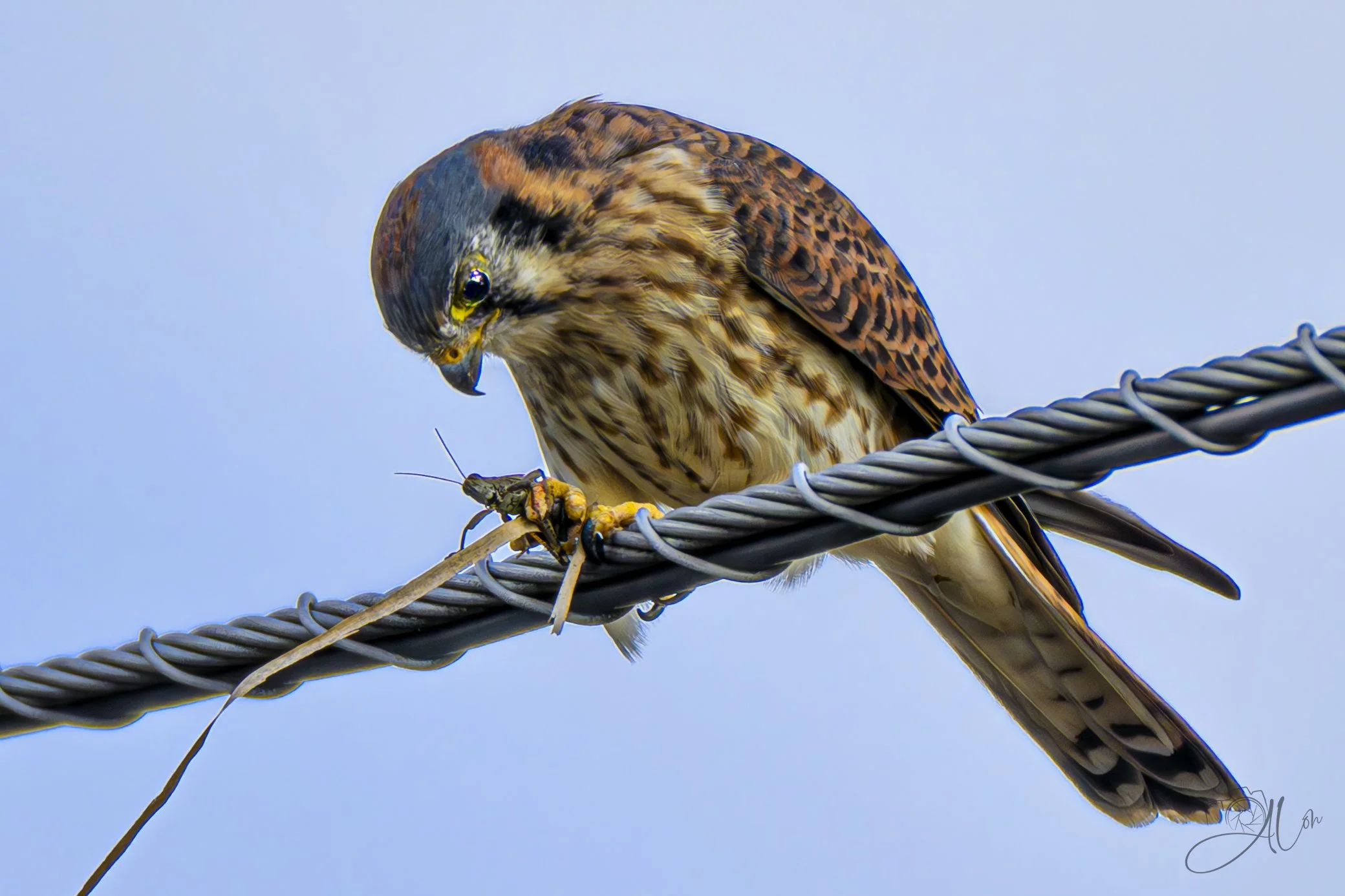 Kwai Chang
(American Kestrel)
0Z81475