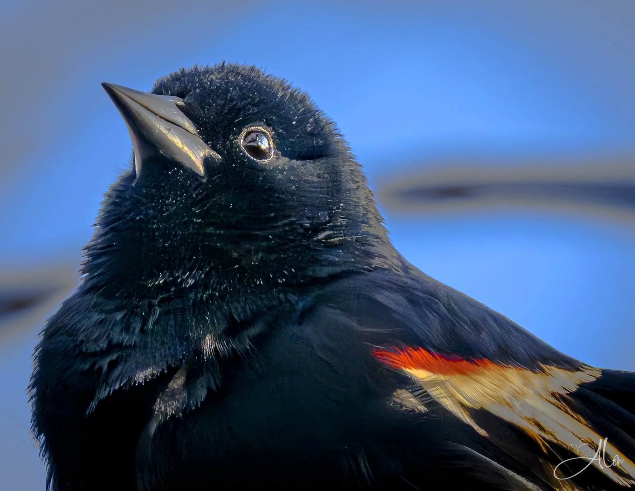 Good Conduct
(Red-Winged Blackbird)
0Z83041