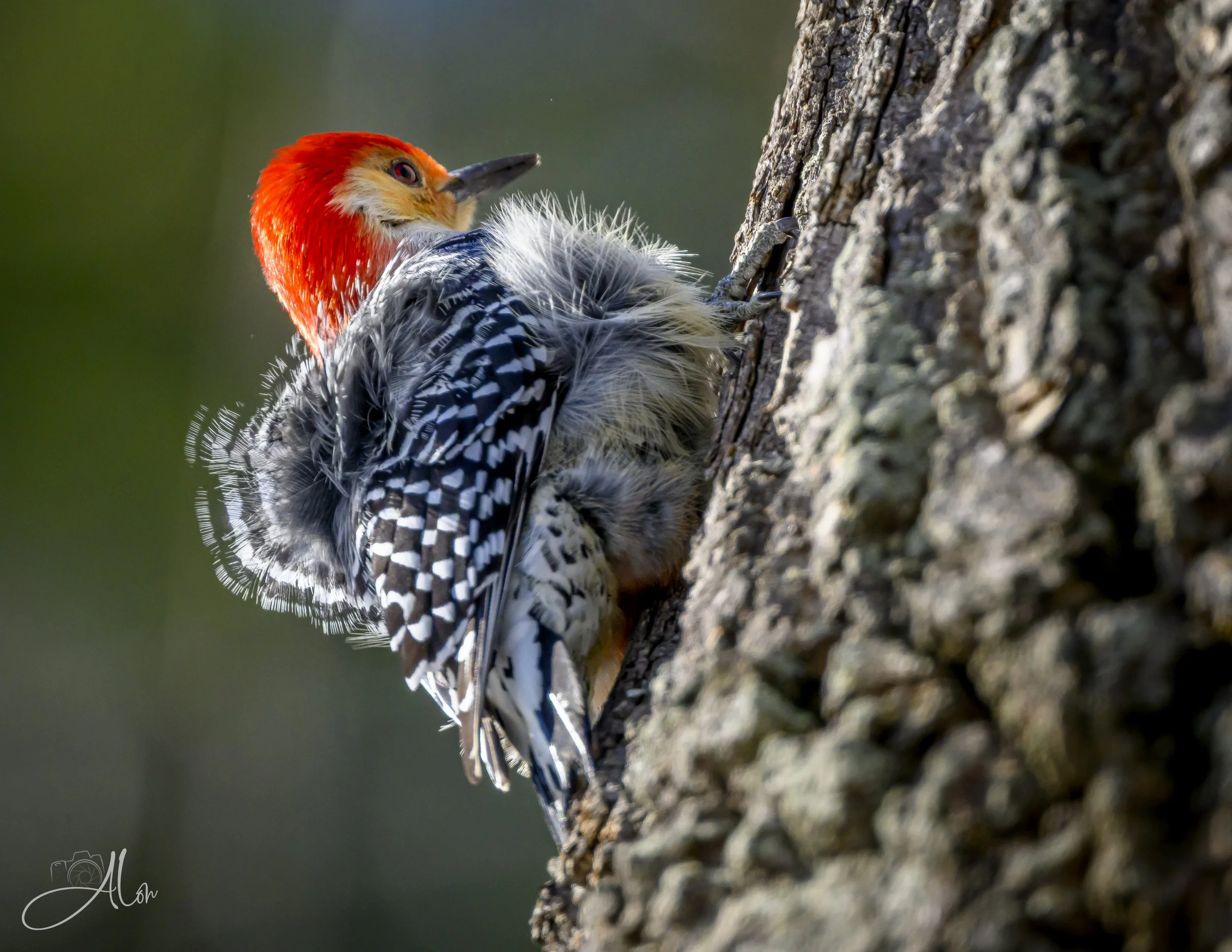 The Answer, My Friend, Is... (Red-Bellied Woodpecker) 0Z85122