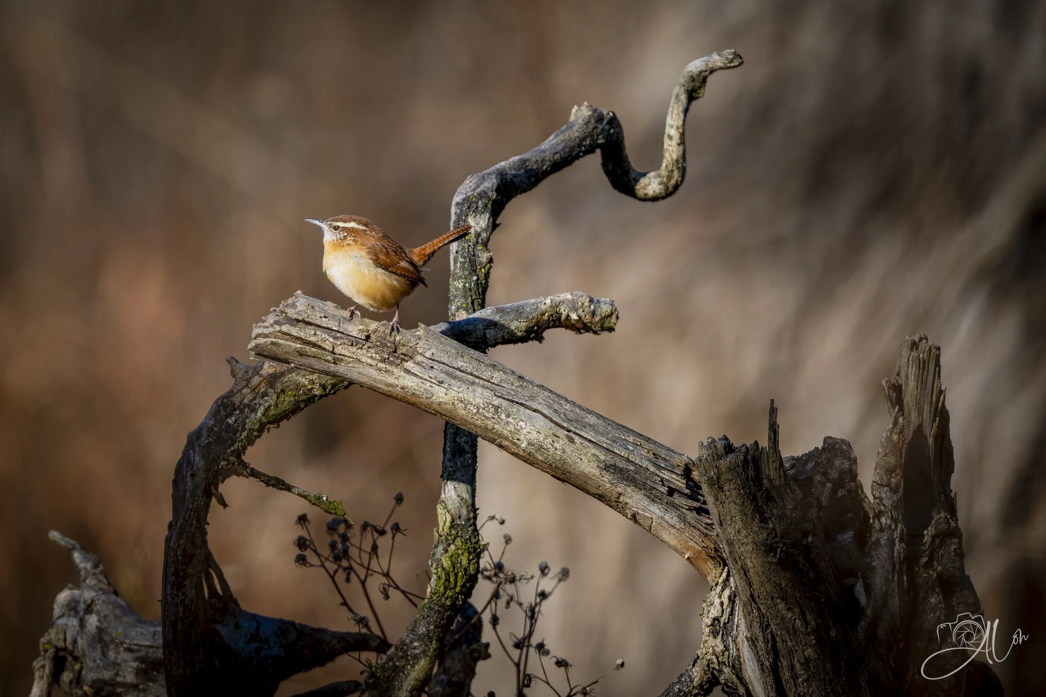 Old Tea Spout
(Carolina Wren)
0Z81169