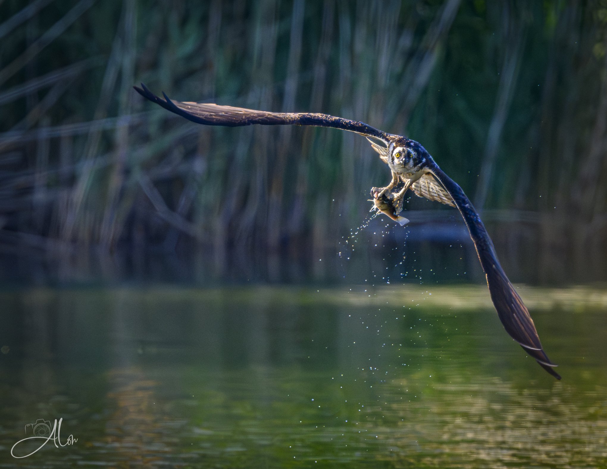 Snatch and Grab (Osprey) Z8062426_9968