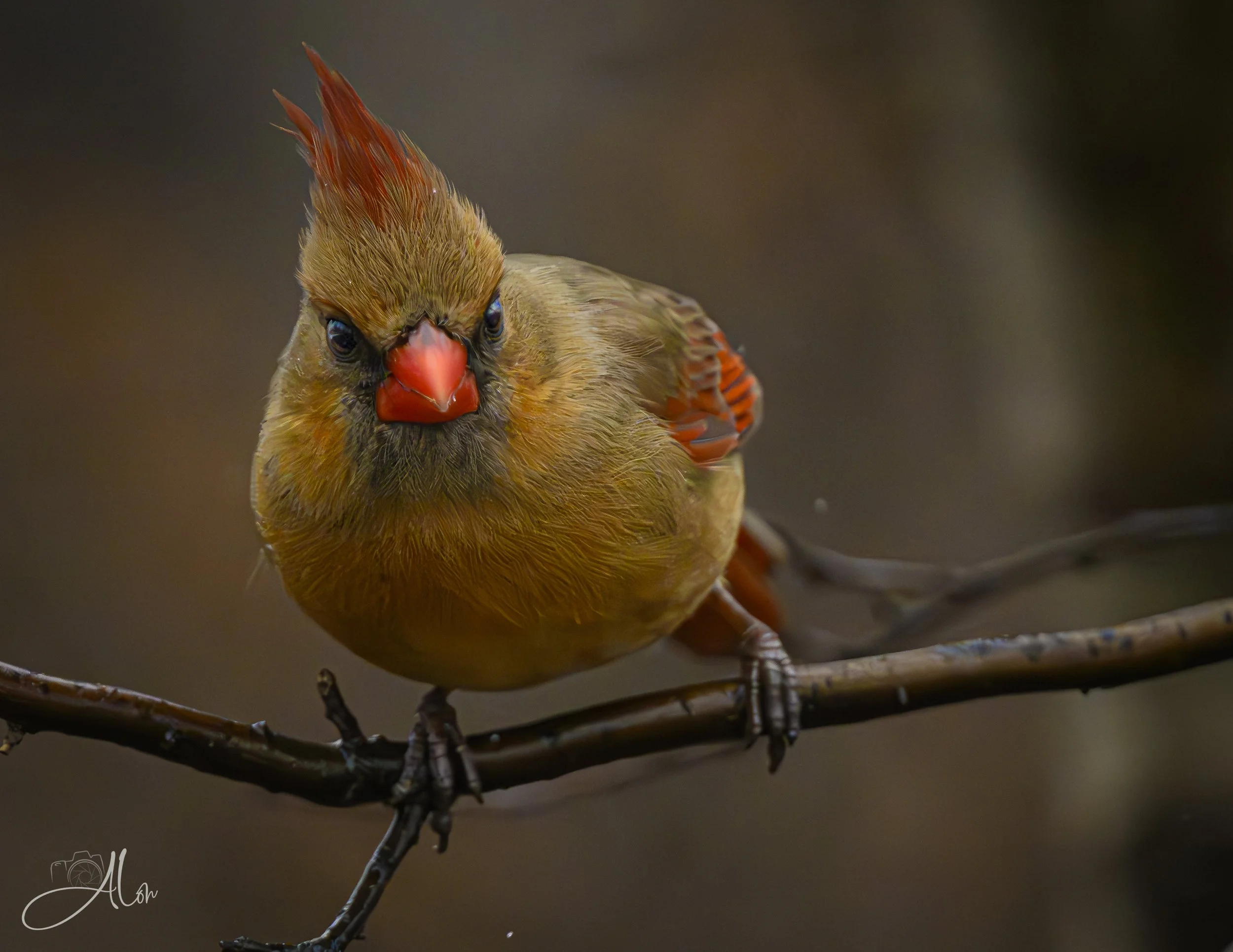 Suspicion (Northern Cardinal) 0Z85702
