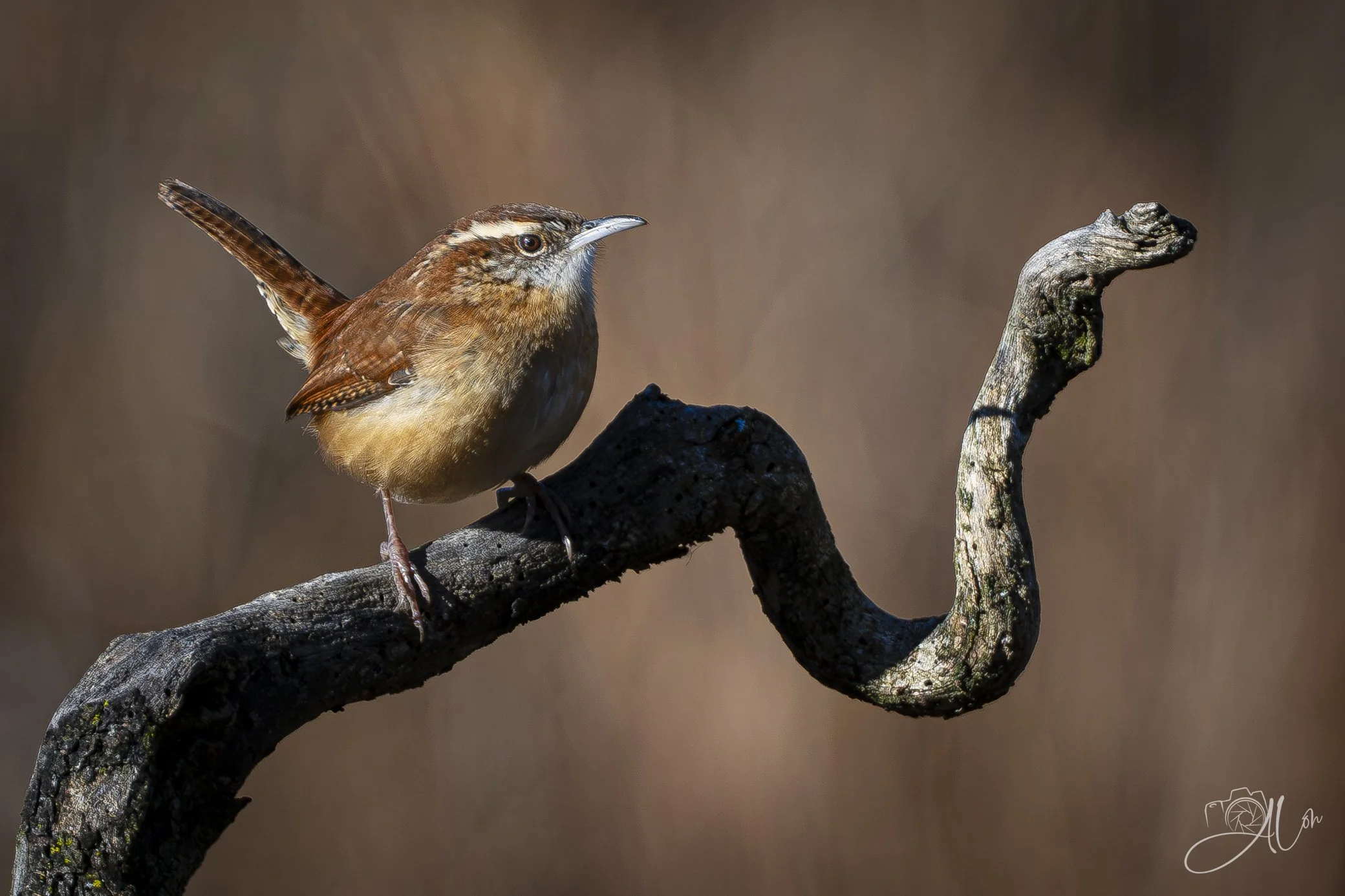Vocalist
(Carolina Wren)
0Z81301