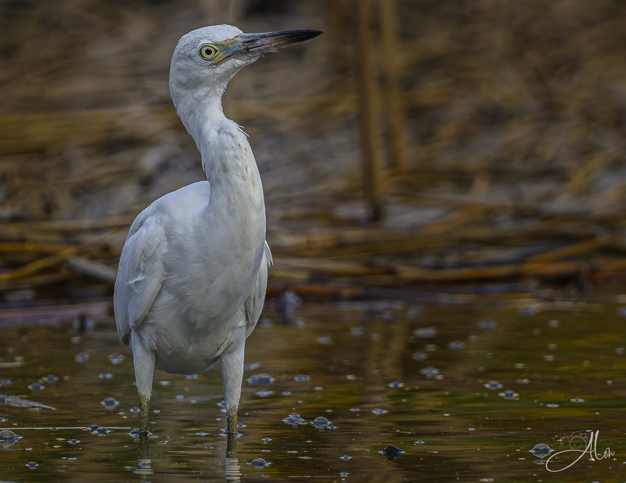 Deception by Color (Little Blue Heron) _0Z83644