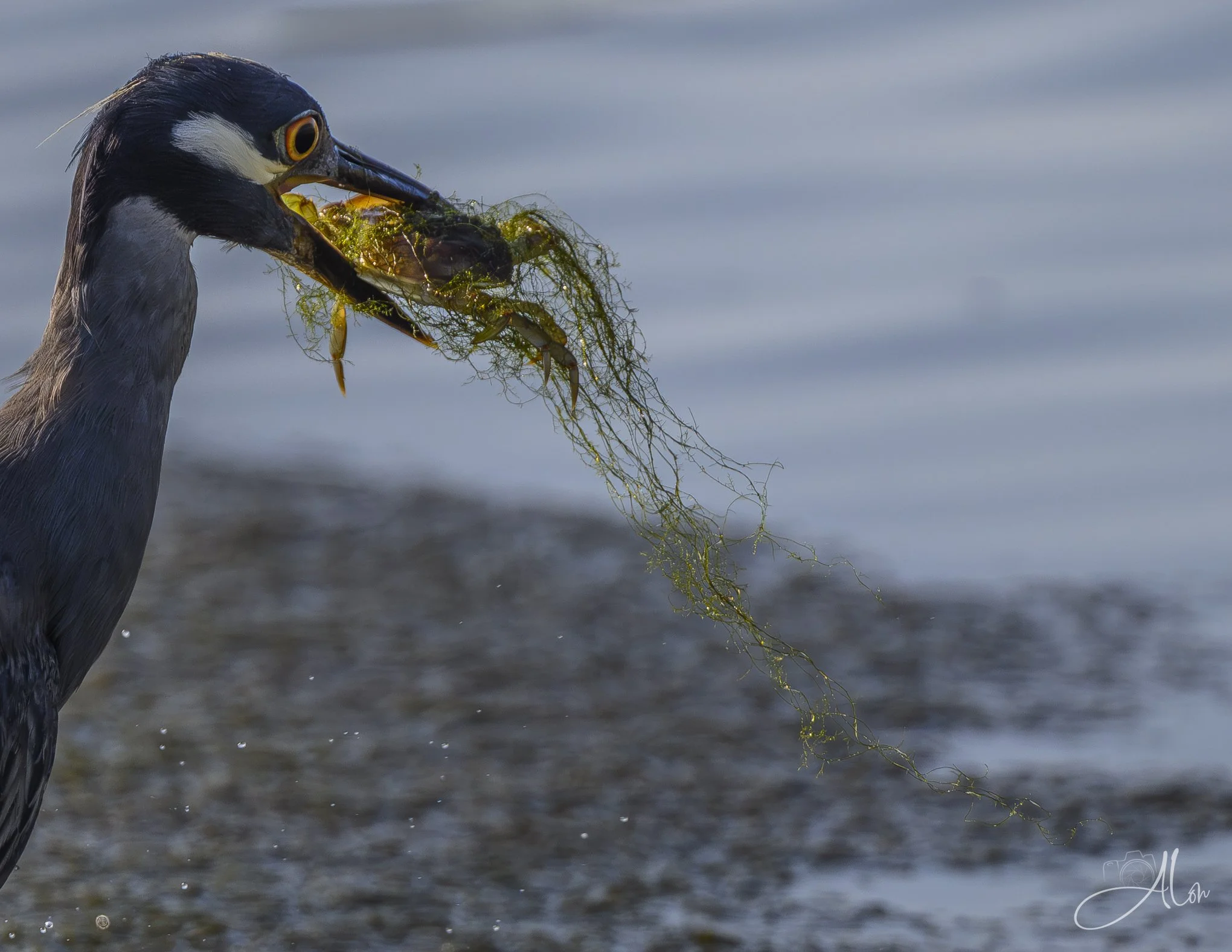 Green Fuzz (Yellow-Crowned Night Heron) Z8070226_0894