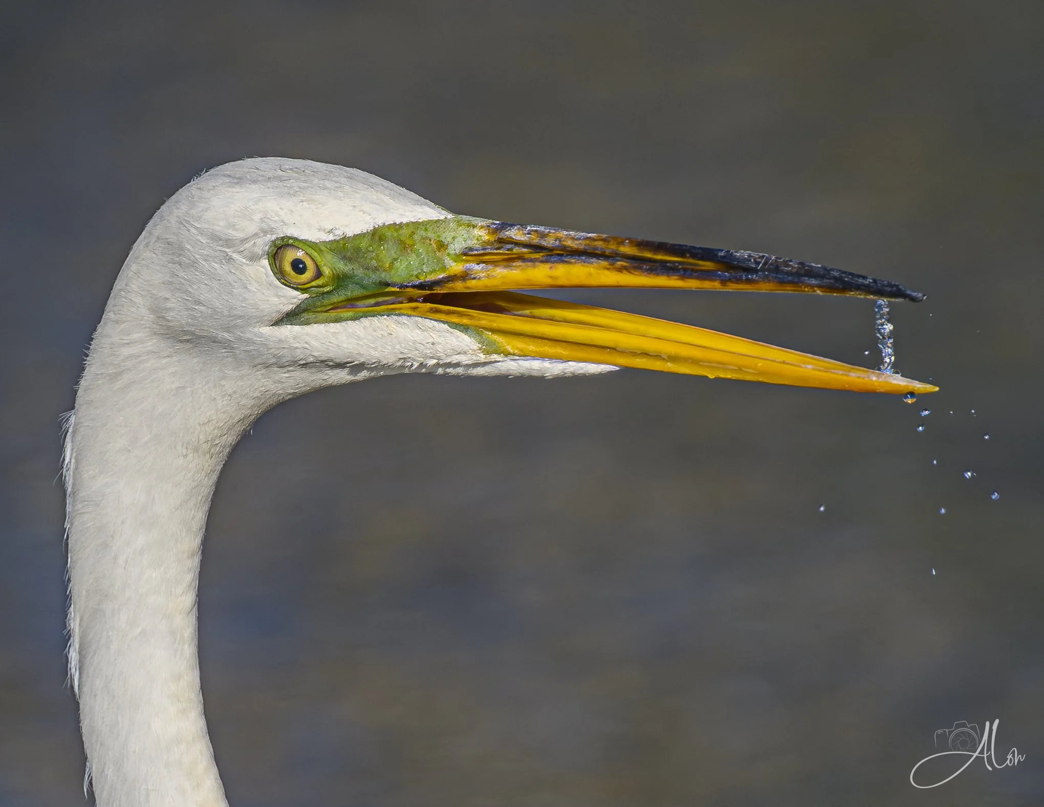 Electrified (Great Egret) 06-18-26_0Z8_3691