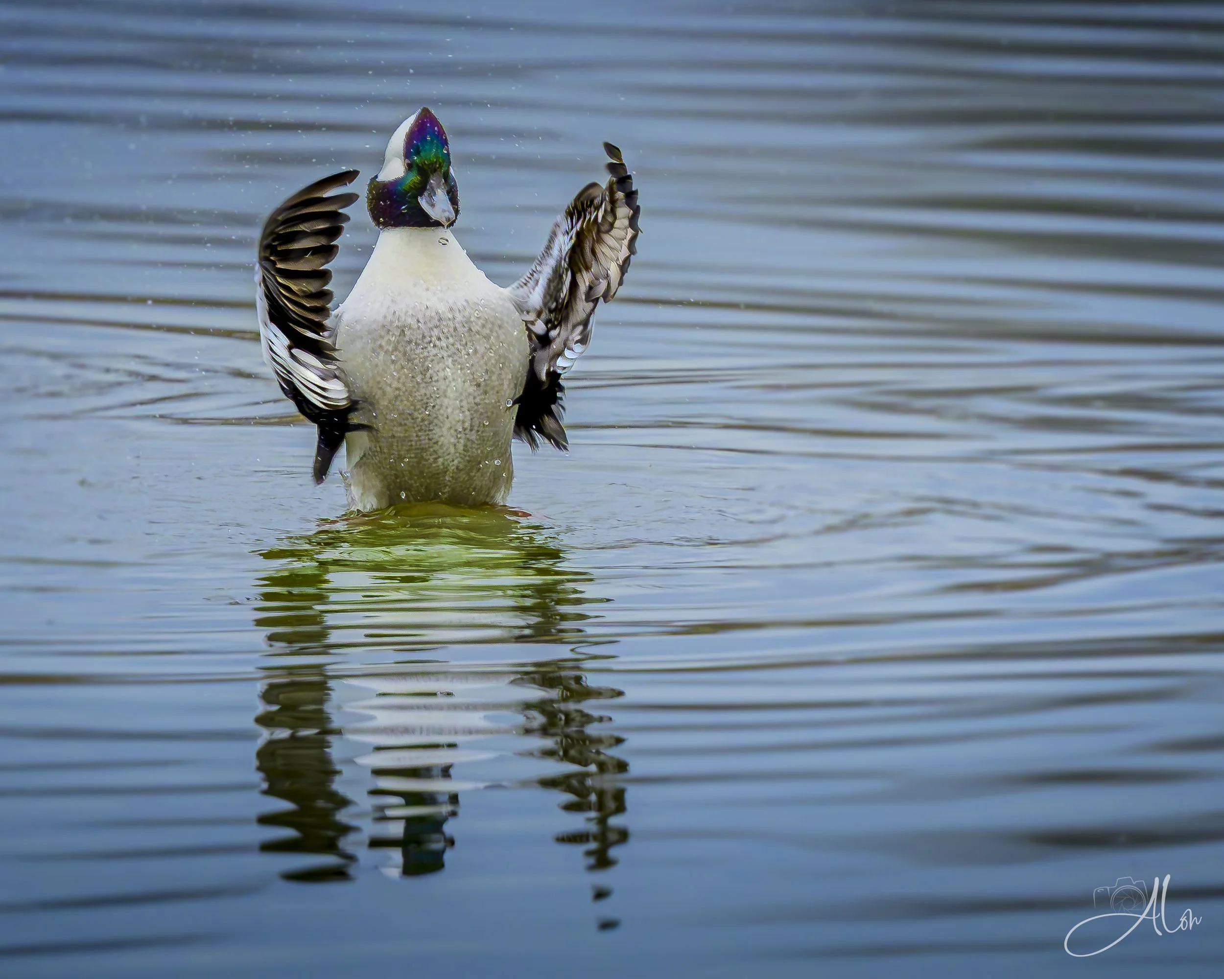 ConDUCKtor (Bufflehead) 0Z82084
