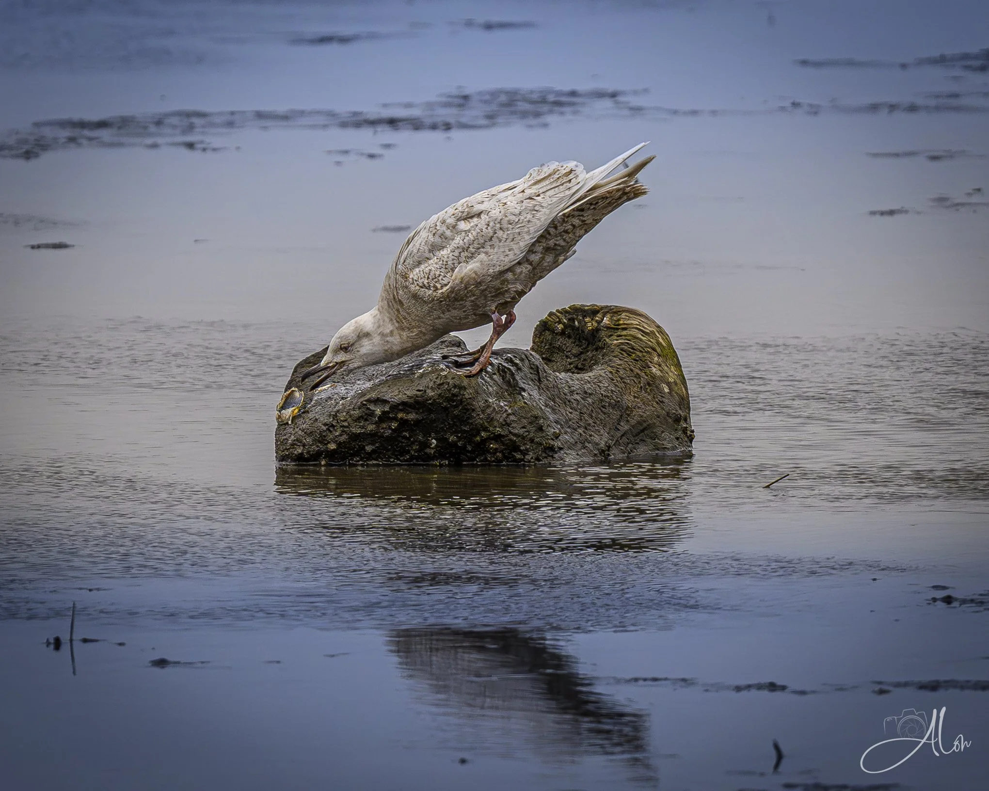 Don't Go Clamming Up On Me!
(Iceland Gull)
0Z81901