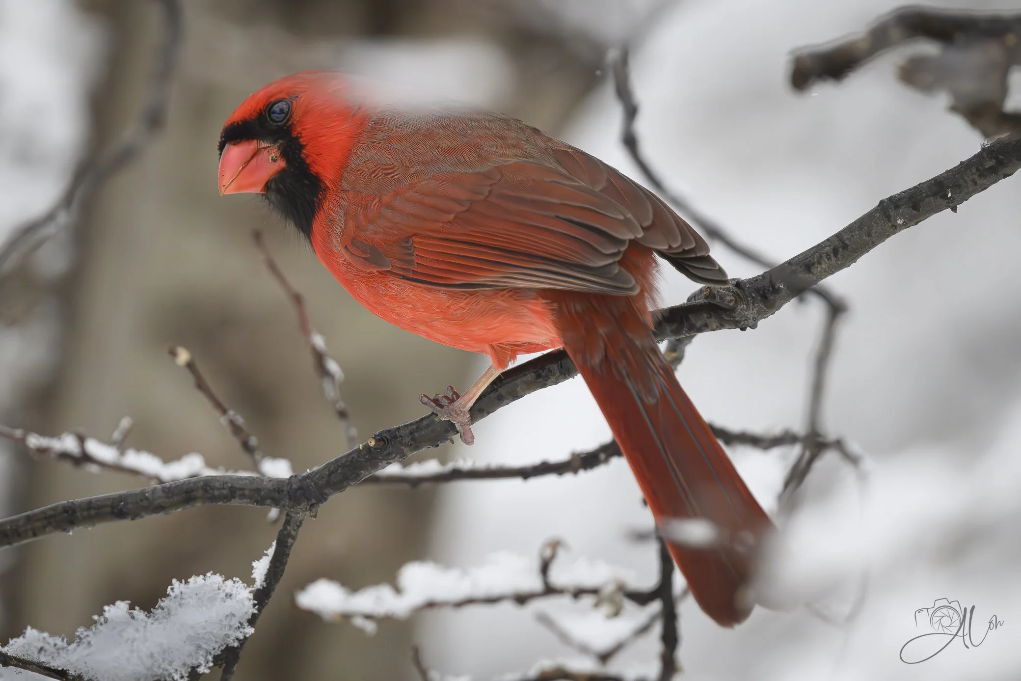 Do You Mind? I'm on the Toilet!
(Northern Cardinal)
0Z83723
