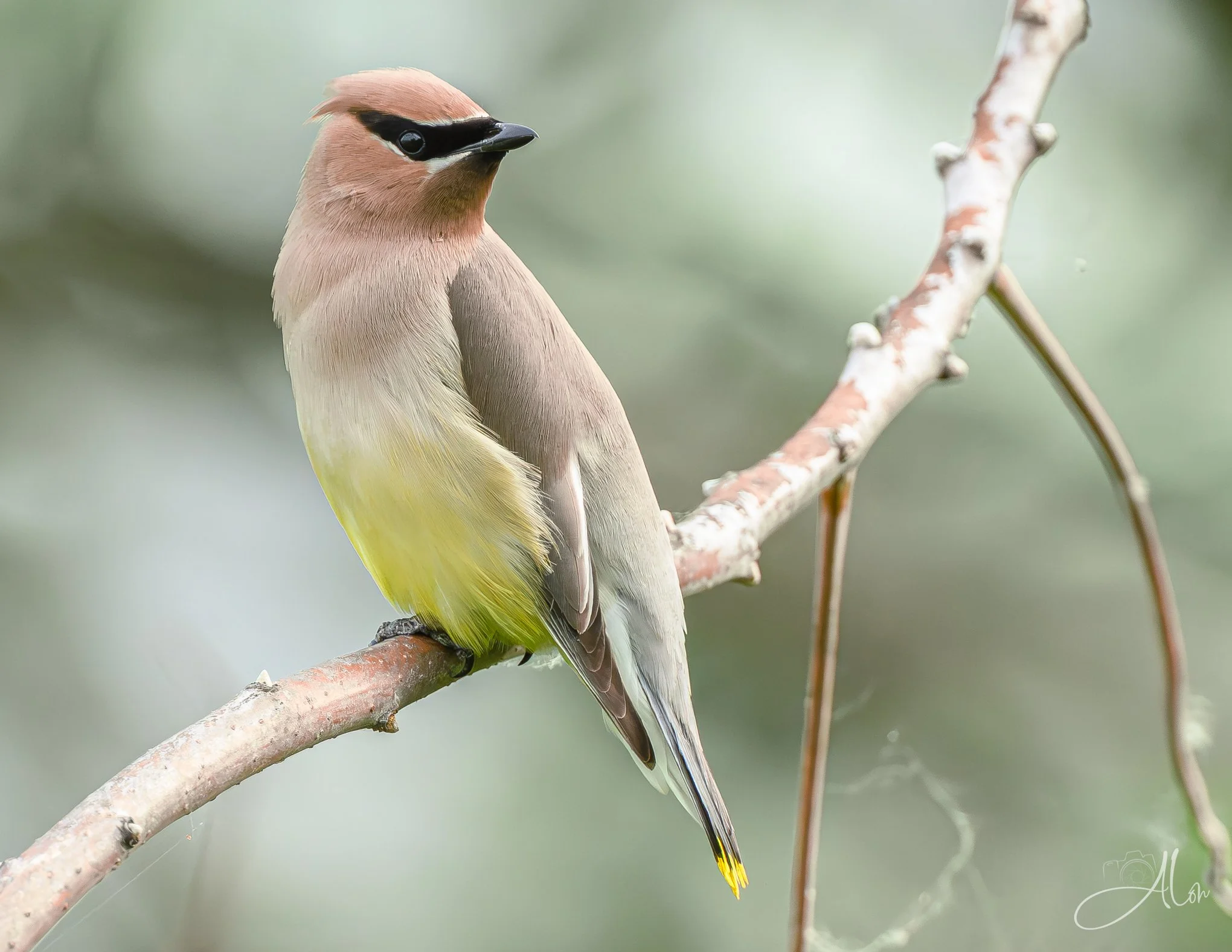 180 Degrees (Cedar Waxwing) 0Z83823