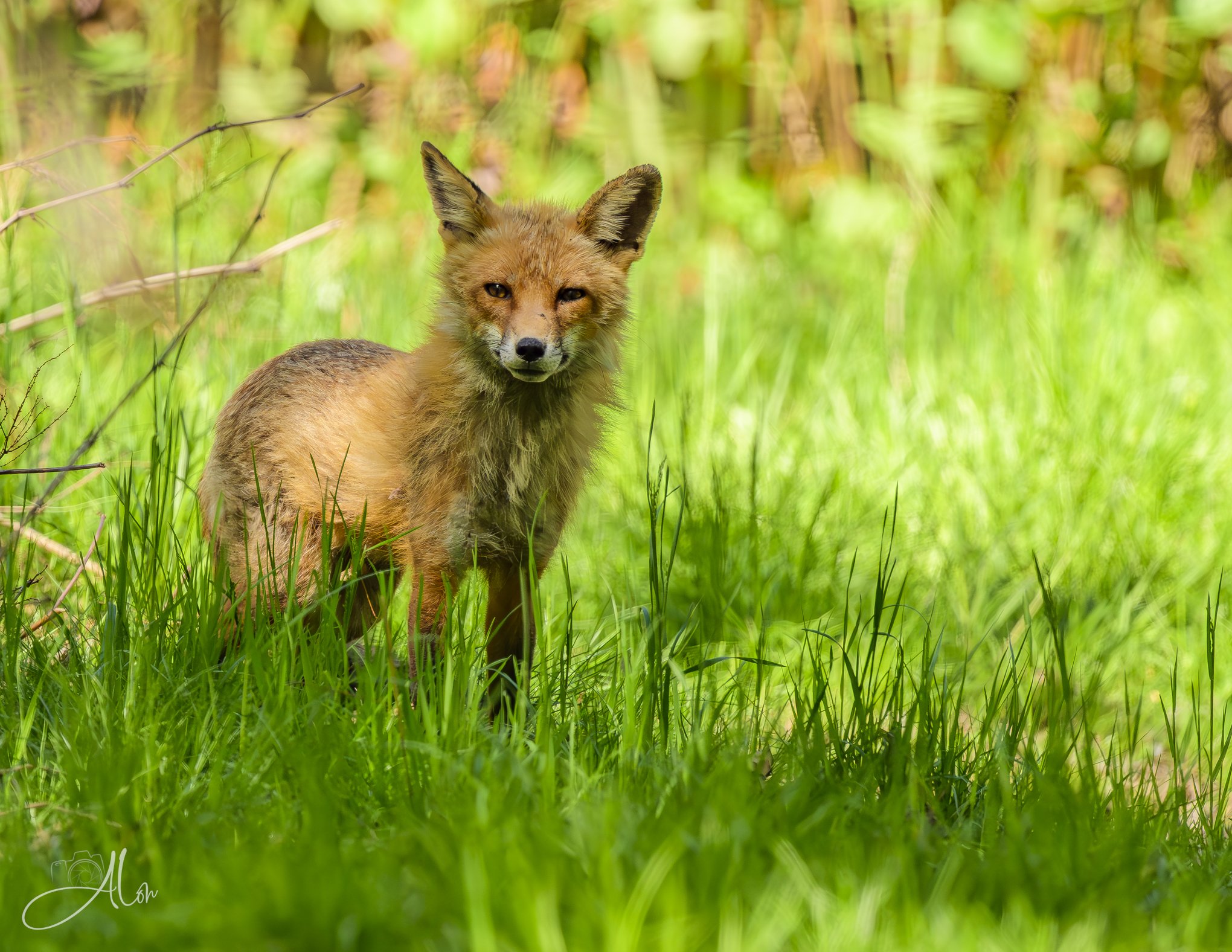 Preflight Posing
(Red Fox)
0Z87287