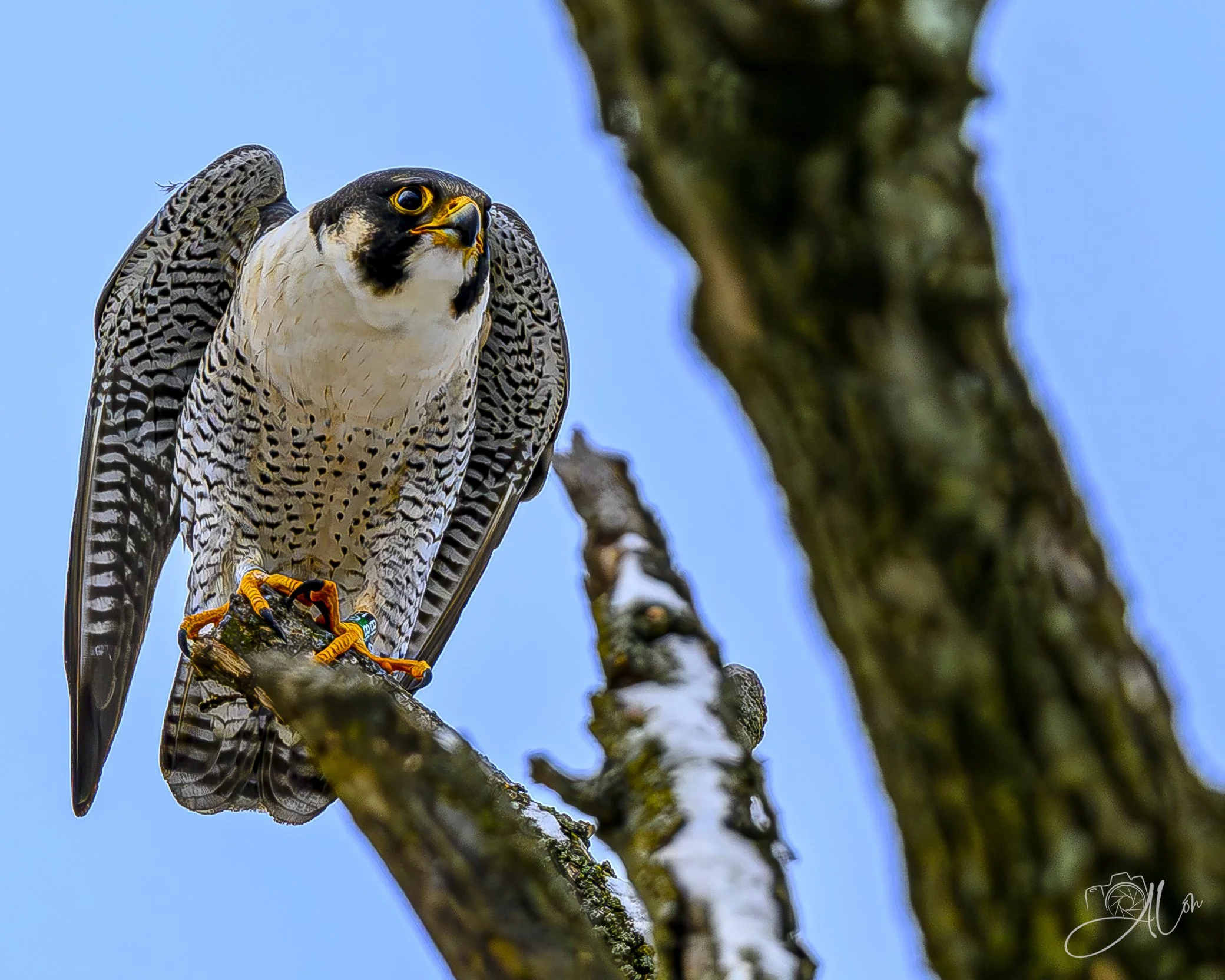 Crows Incoming
(Peregrine Falcon)
0Z82487