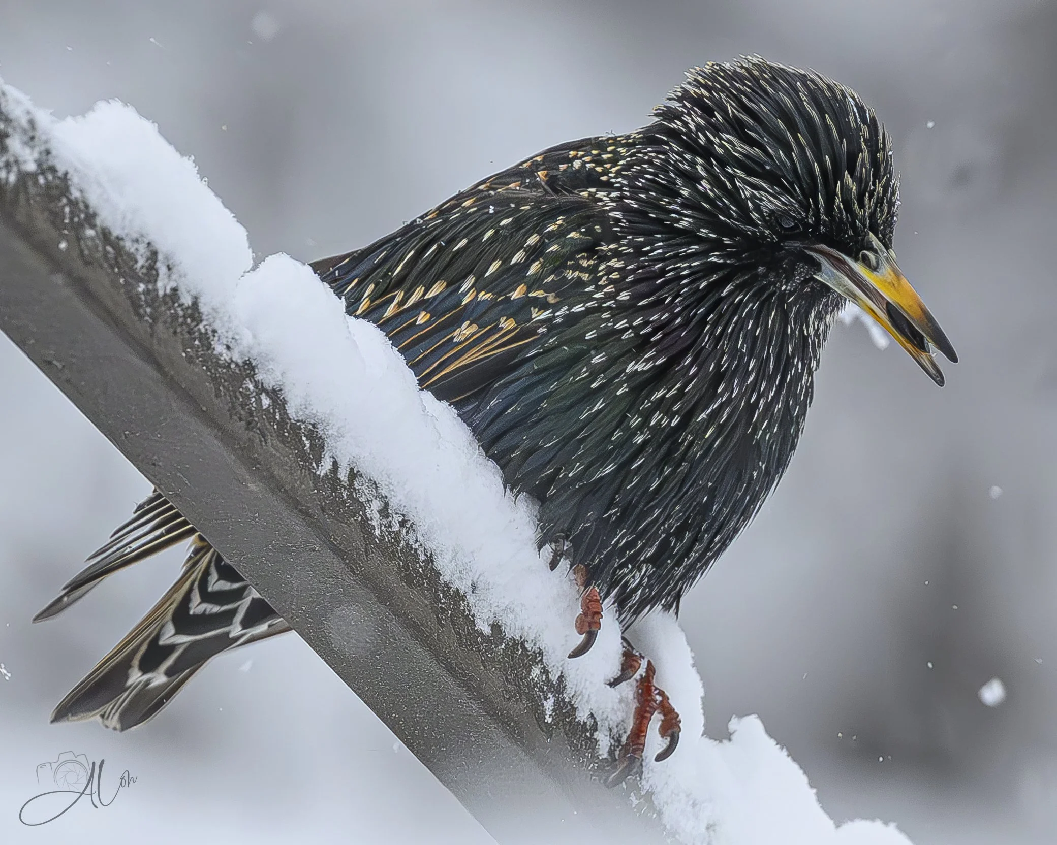 Clarice
(European Starling)
0Z87572