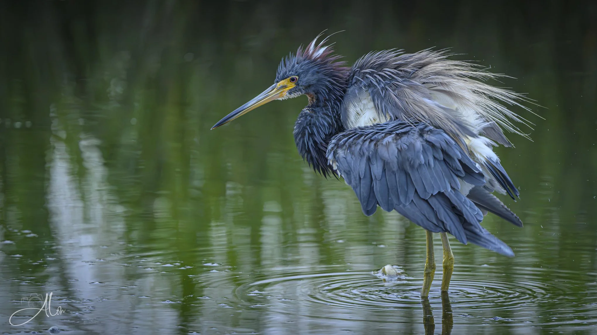 Extremely Cool (Tricolored Heron) 081926_0113