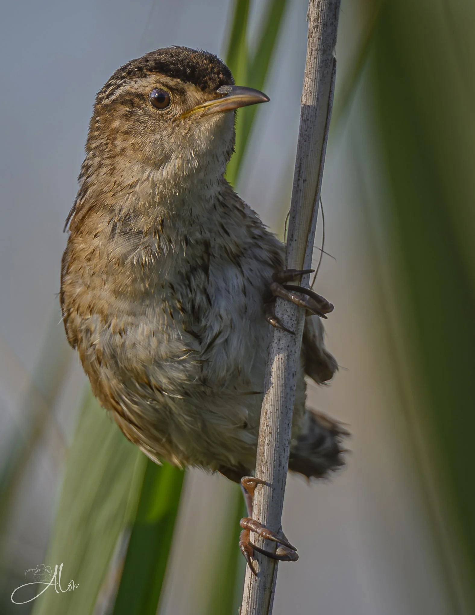 Ready to Scamper (Marsh Wren) Z8062426_9690