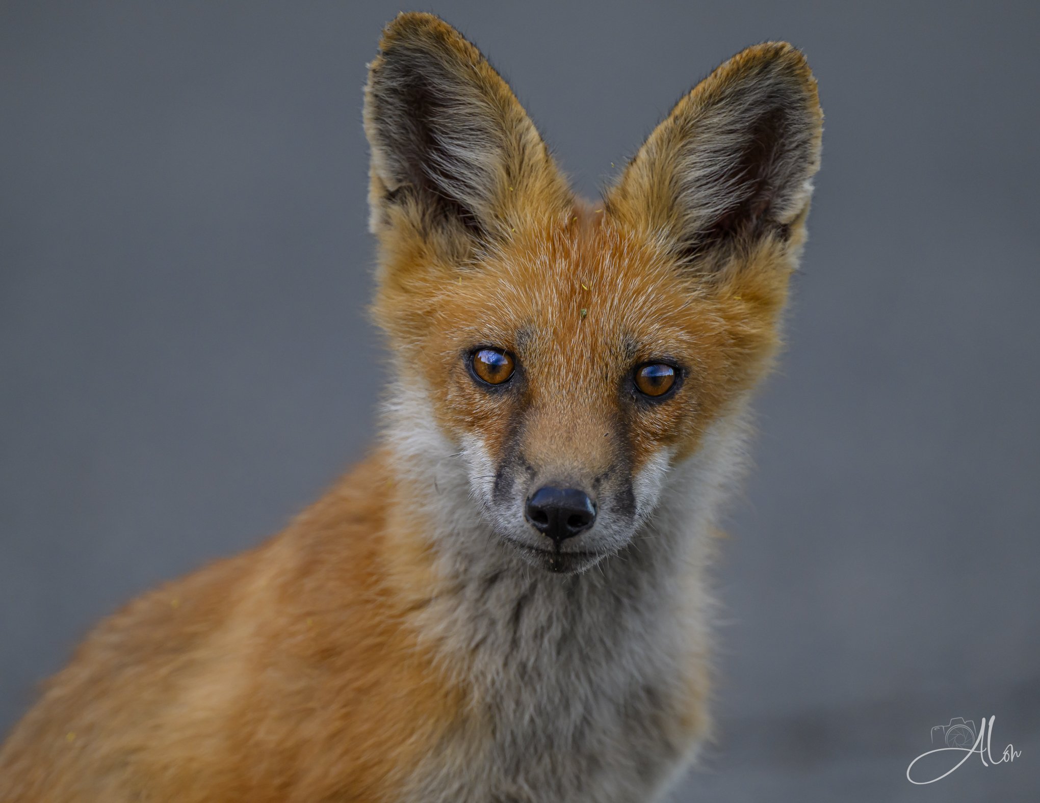 Red Fox