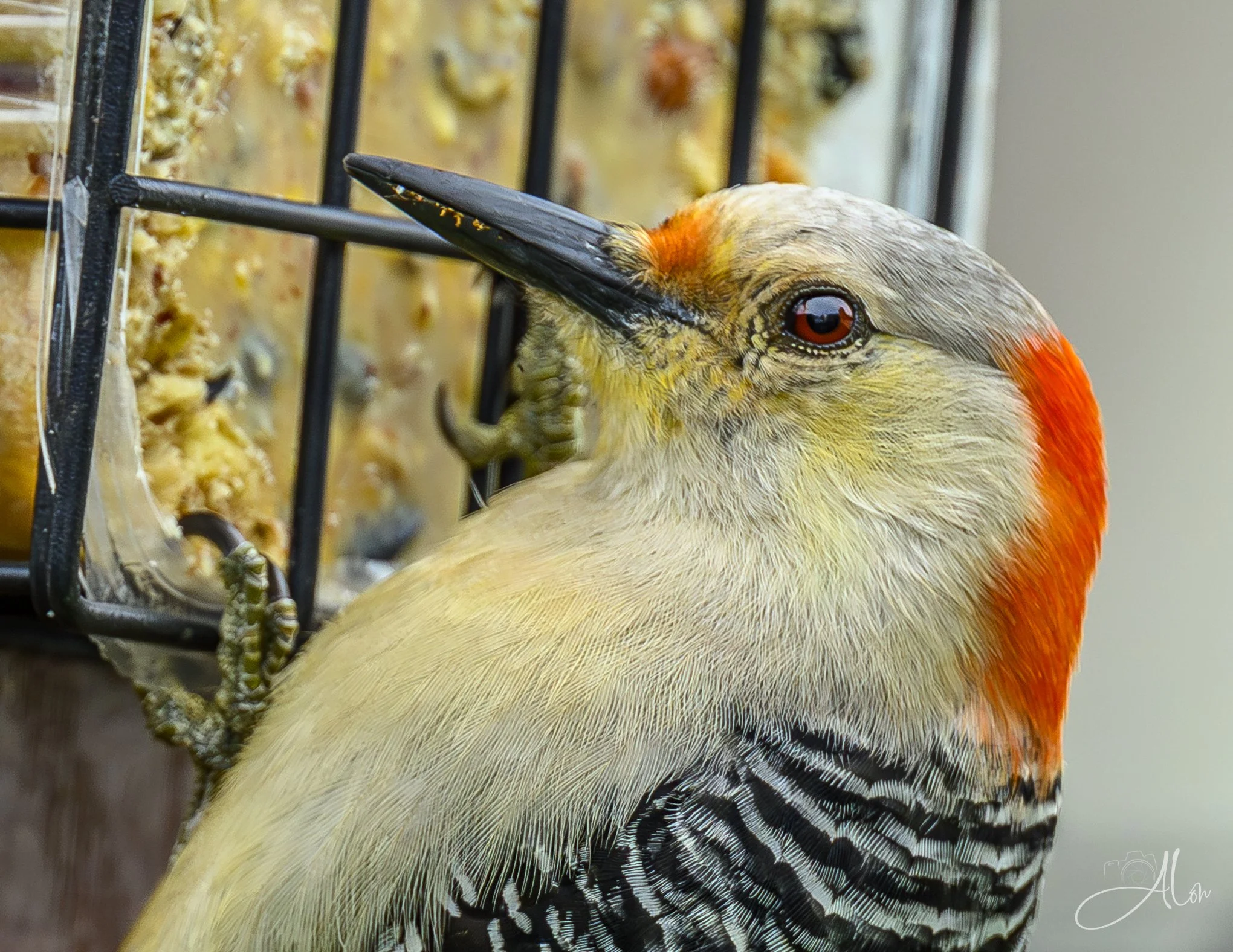 Sweet Suet
(Red-Bellied Woodpecker)
0Z89384