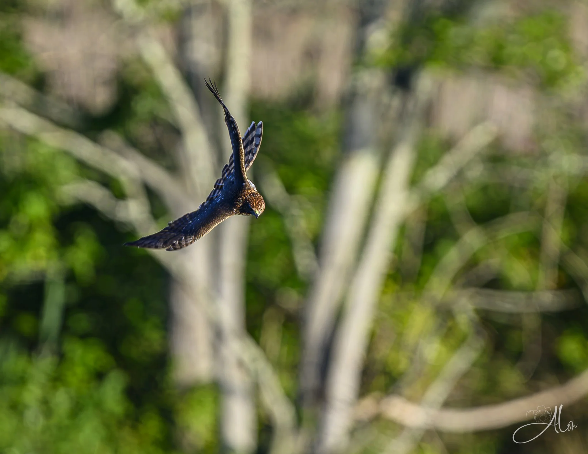 Hi Speed Chase (Cooper's Hawk) 081226_0005