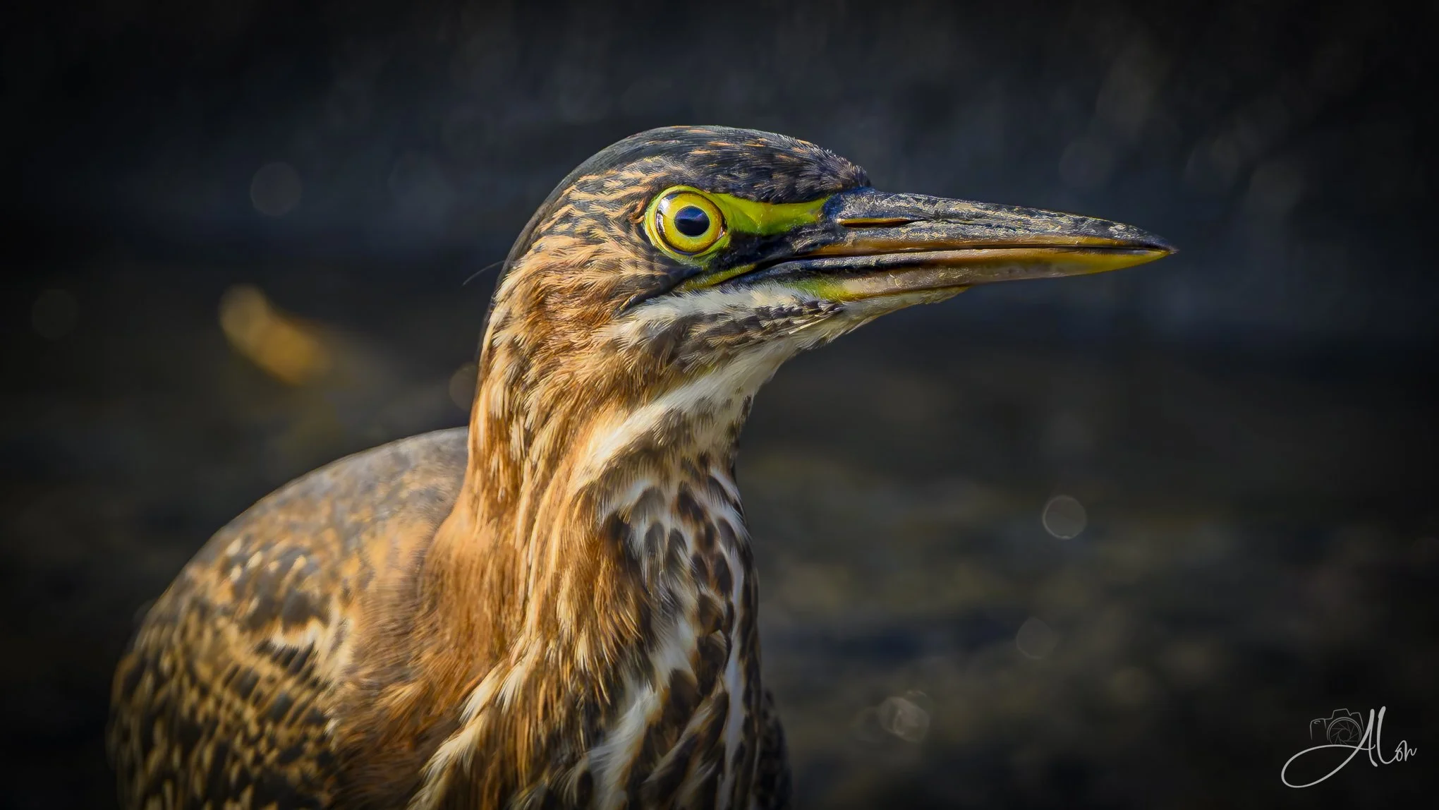 Minute Distance (Green Heron) 082826_5060
