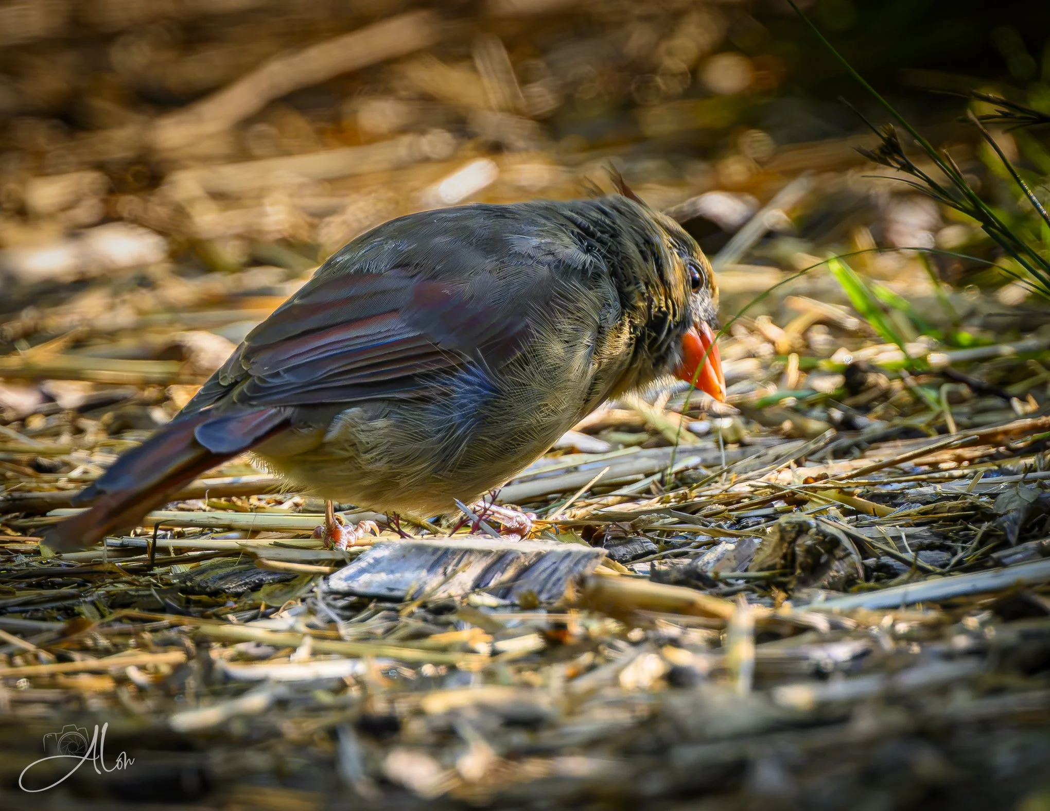Well-Grounded (Northern Cardinal) 081226_0018