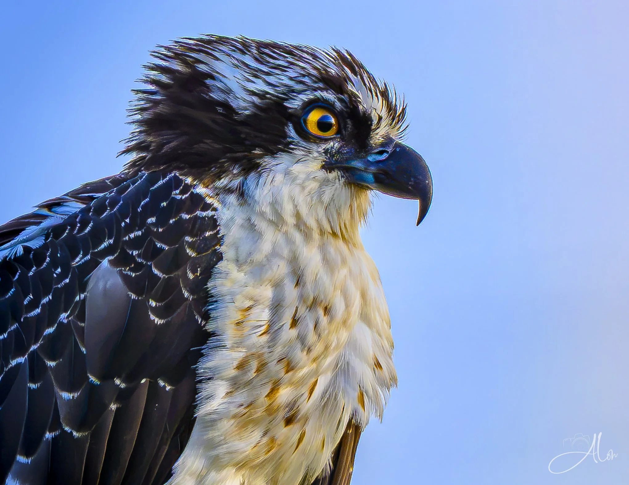 My Good Side (Osprey) 082426_1459