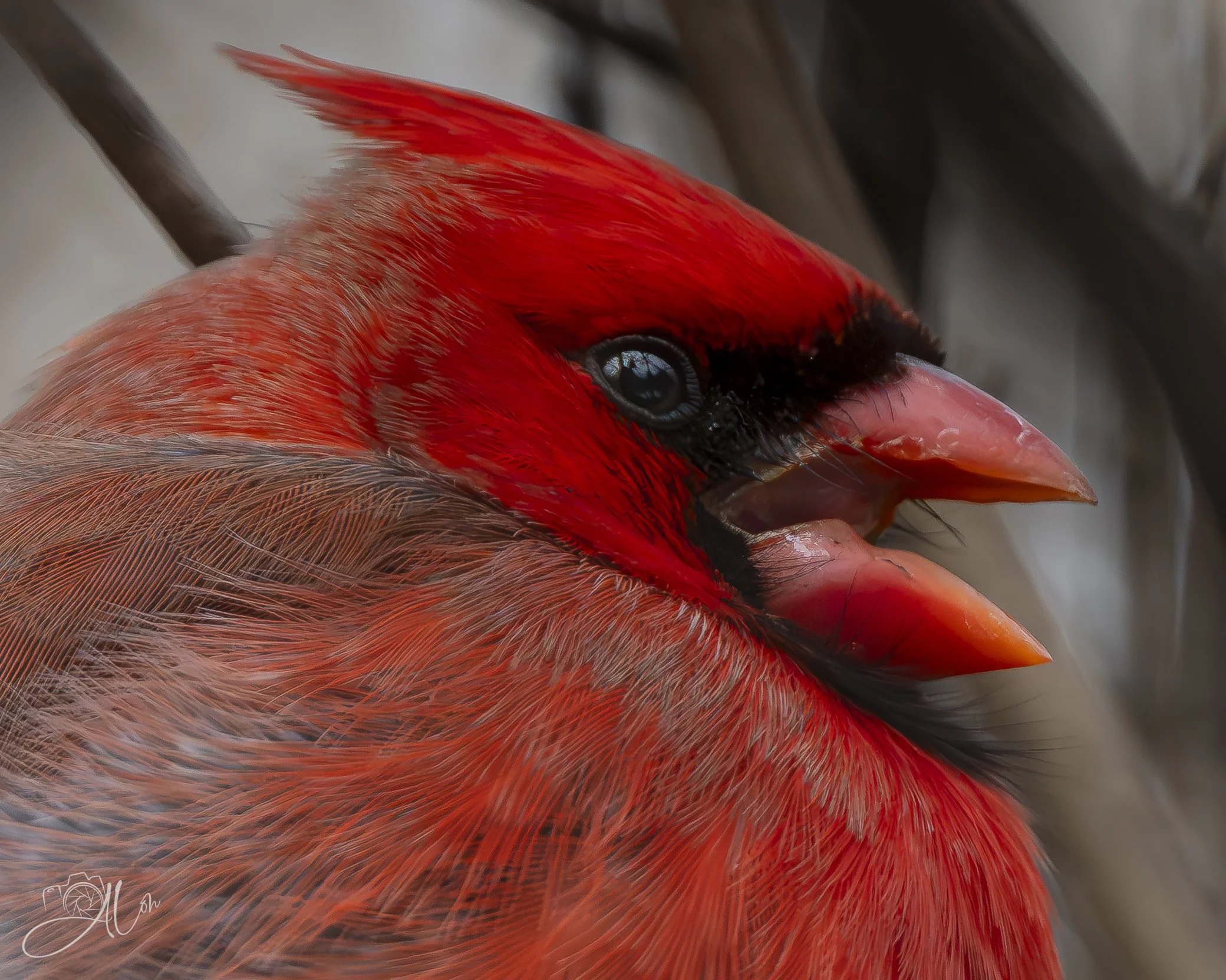 Why, You Little... 
(Northern Cardinal)
0Z86835