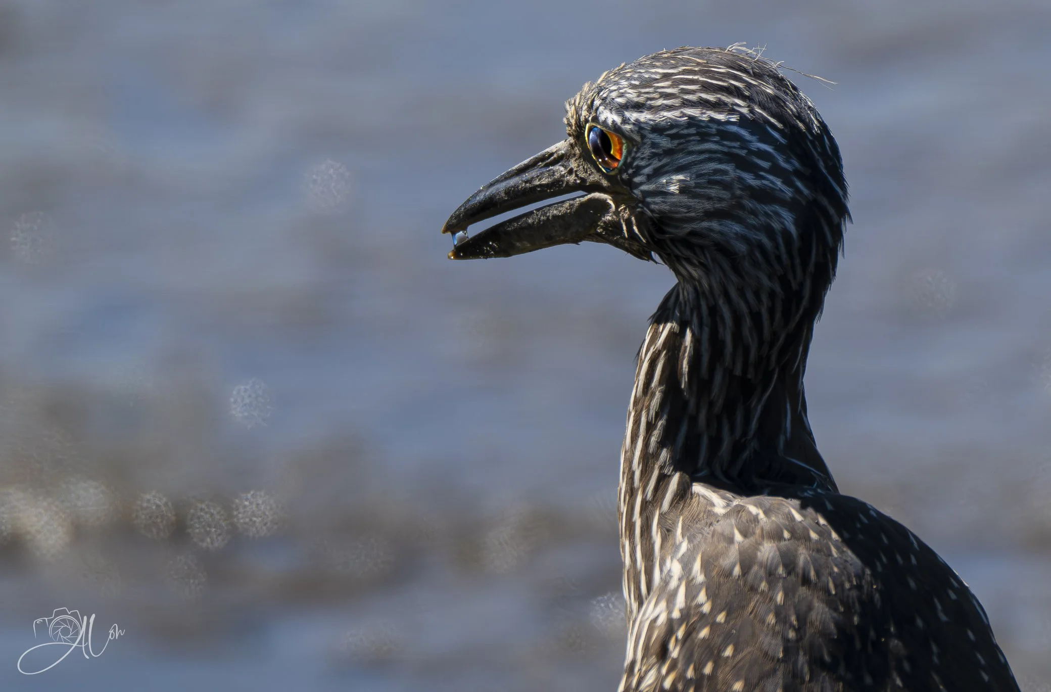Are You My Mother?
(Yellow-Crowned Night Heron)
0Z85100