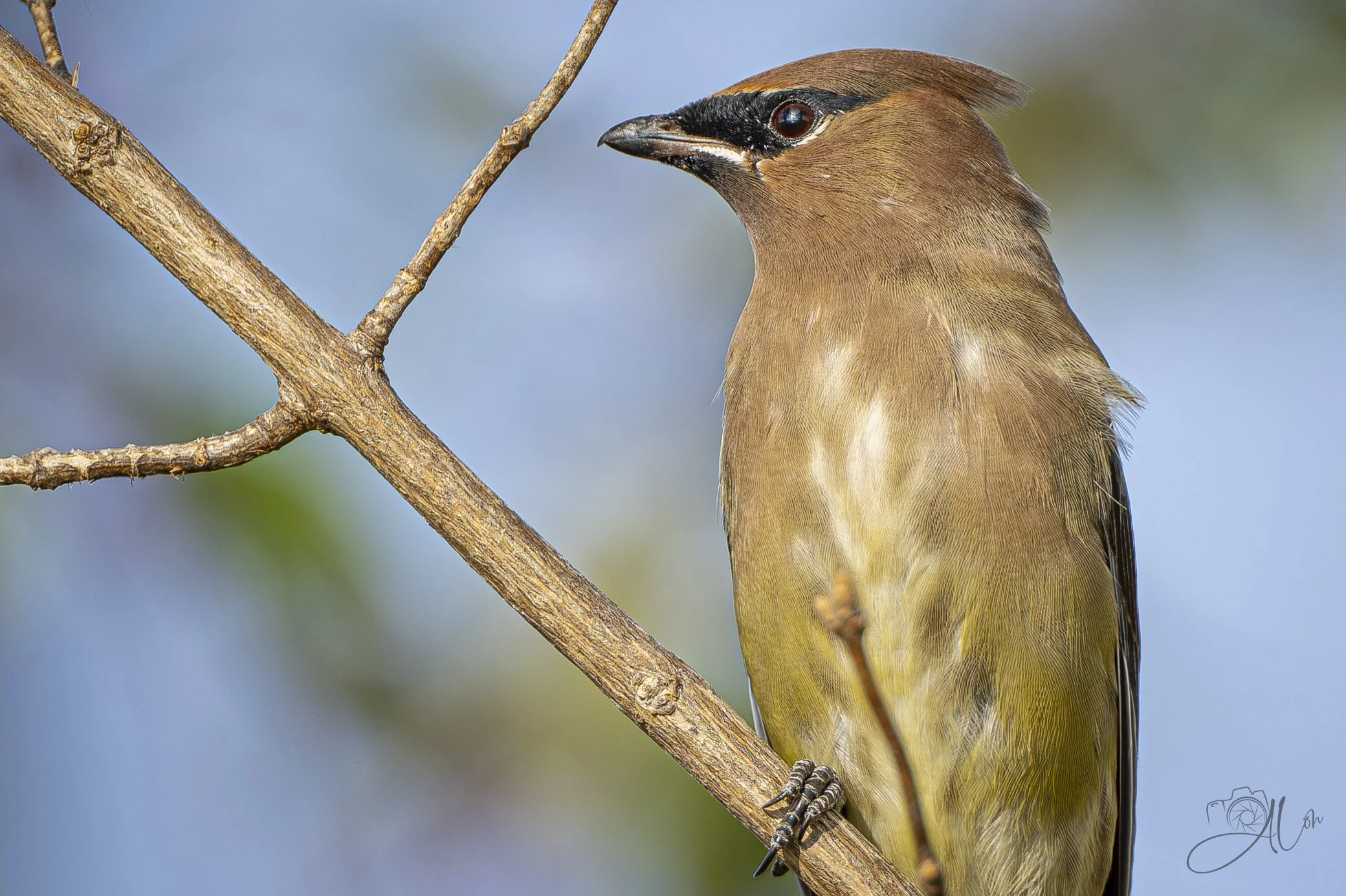 Villain Eyes
(Cedar Waxwing)
0Z87289