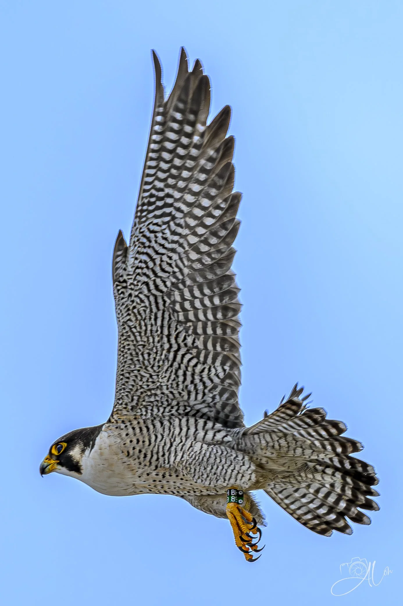 Icarus
(Peregrine Falcon)
0Z82899