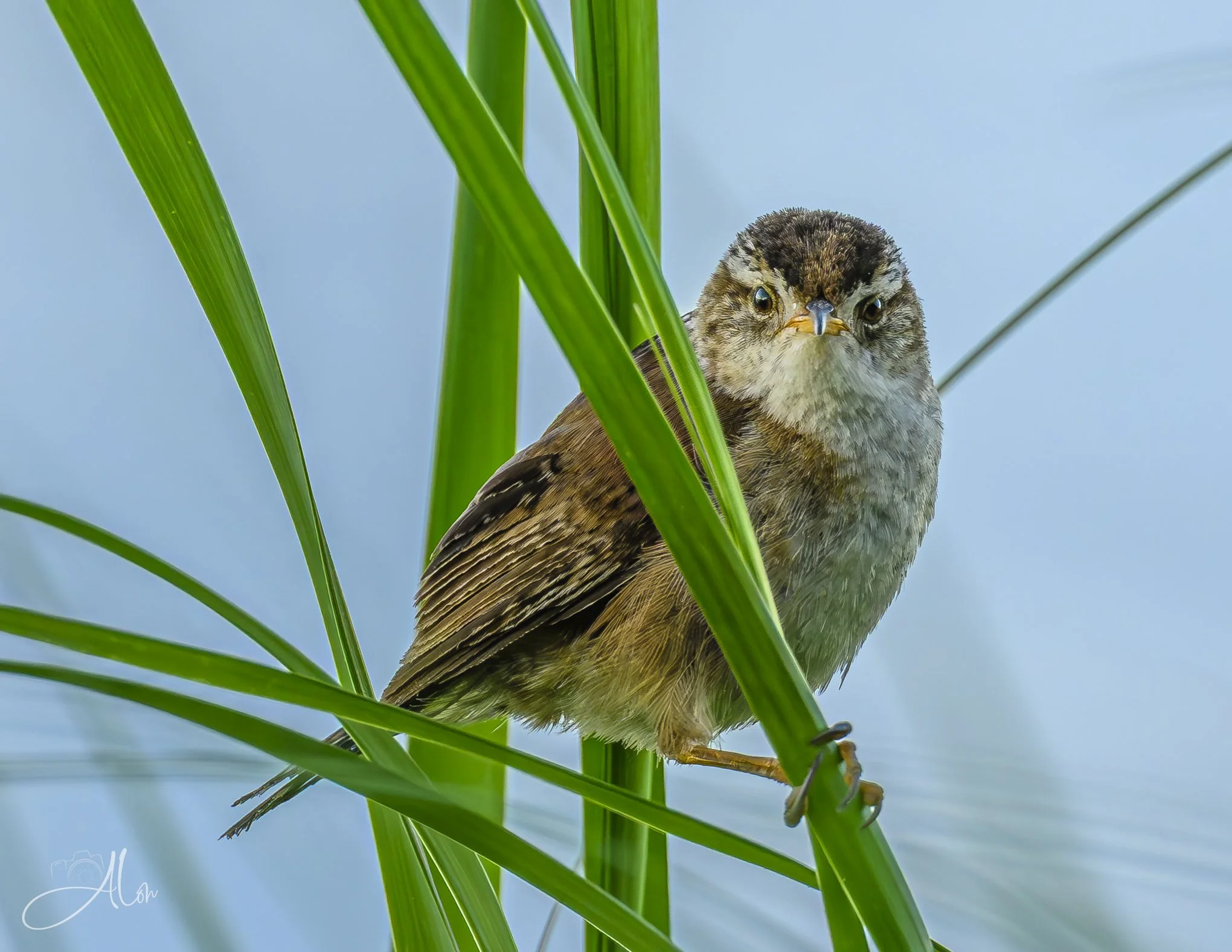 Playing Hard to Get (Marsh Wren) Z8062026_5450