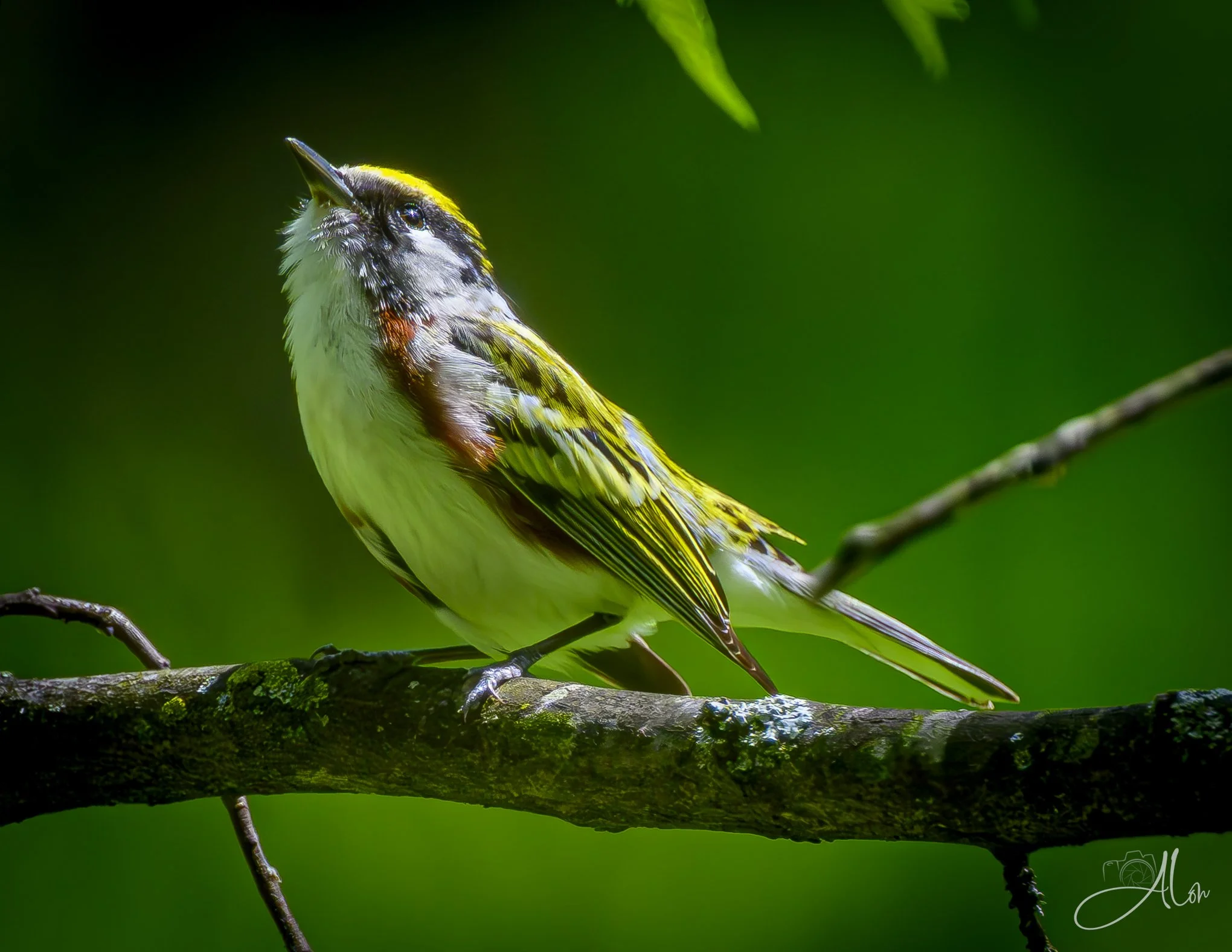 (Chestnut-Sided Warbler)
0Z83624