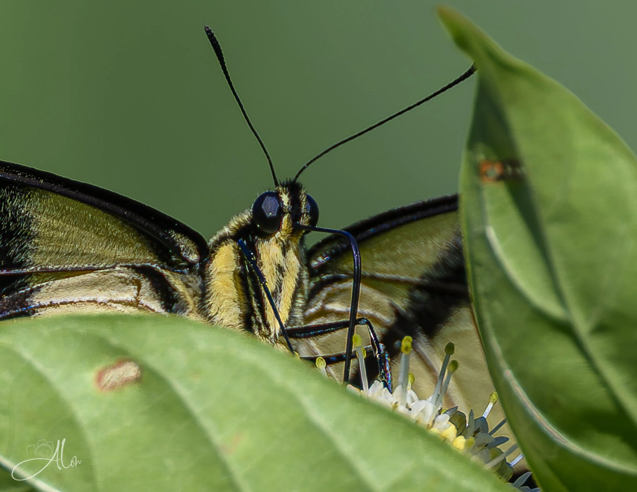 Get Bent (Eastern Tiger Swallowtail)_0Z81250