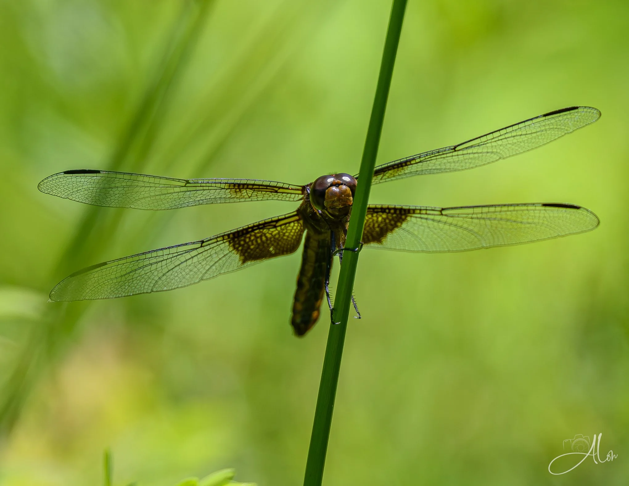 (Some Type of Dragonfly) 071226_6109