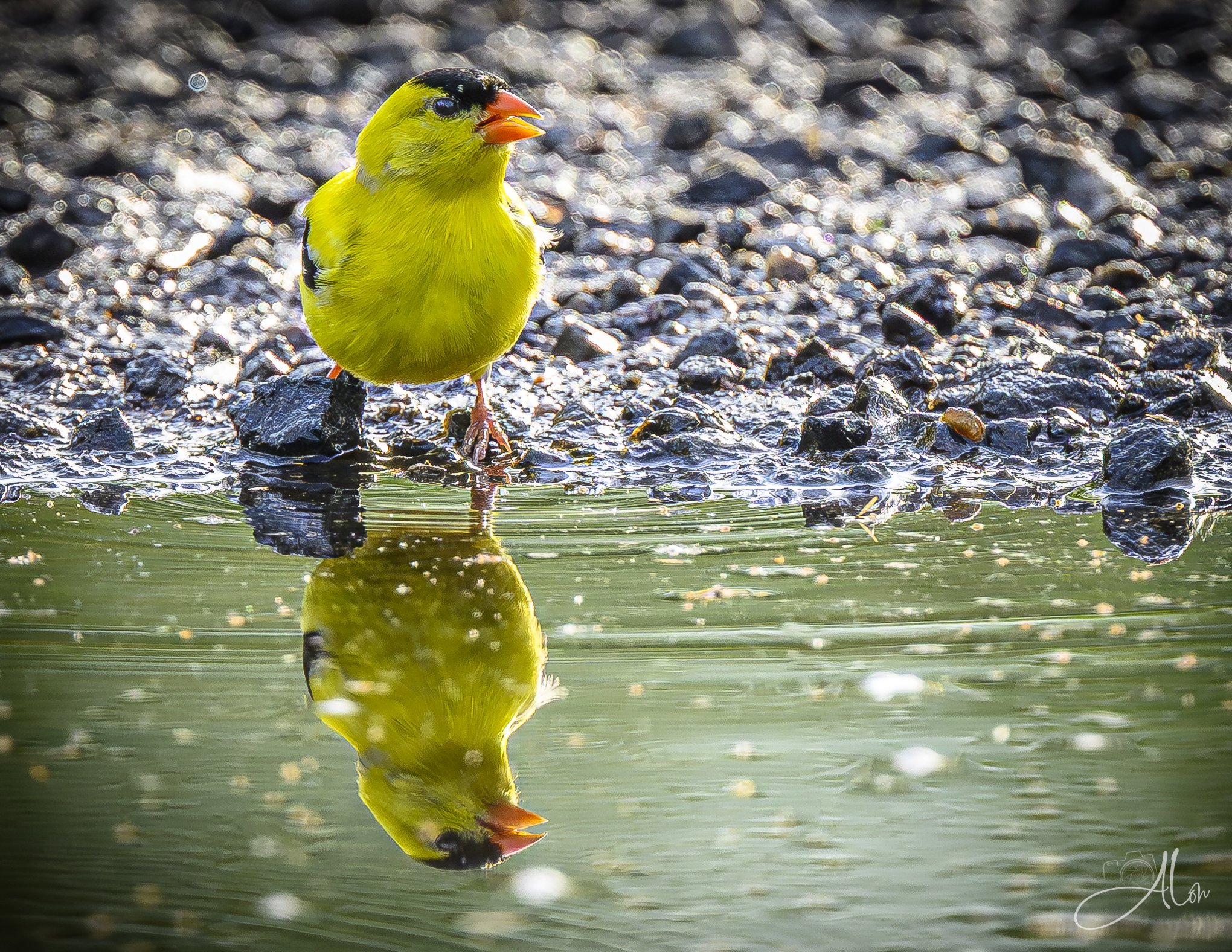 Epiphany (American Goldfinch) 0Z84528