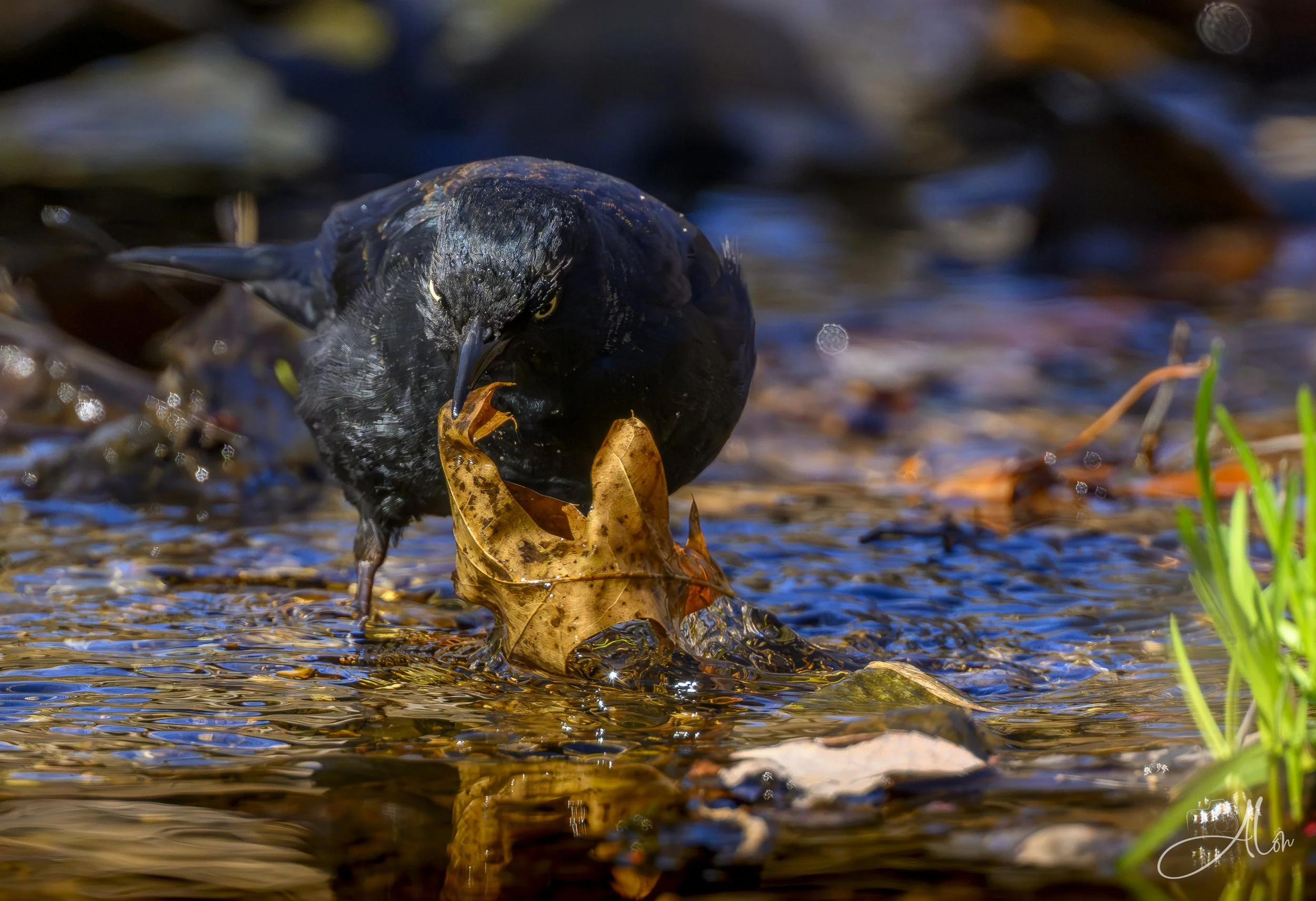 Turn Over a New One (Rusty Blackbird) 0Z86165