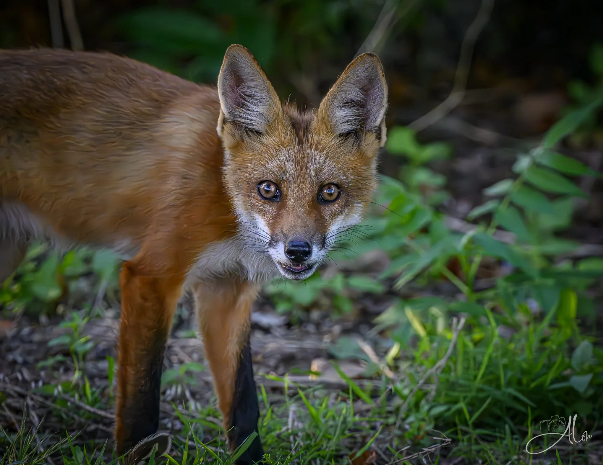 Unexpected Arrival (Red Fox) Z8070226_2375