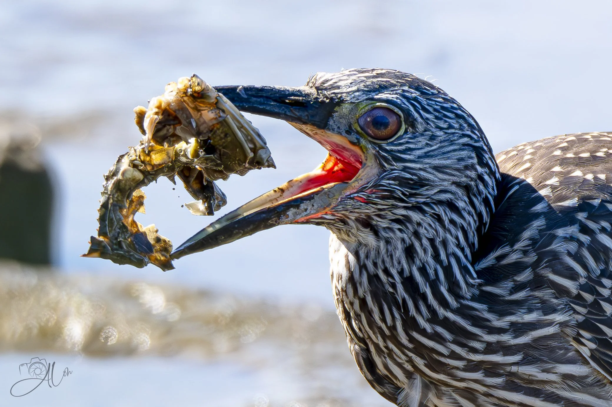 At the Bake
(Yellow-Crowned Night Heron)
0Z85588