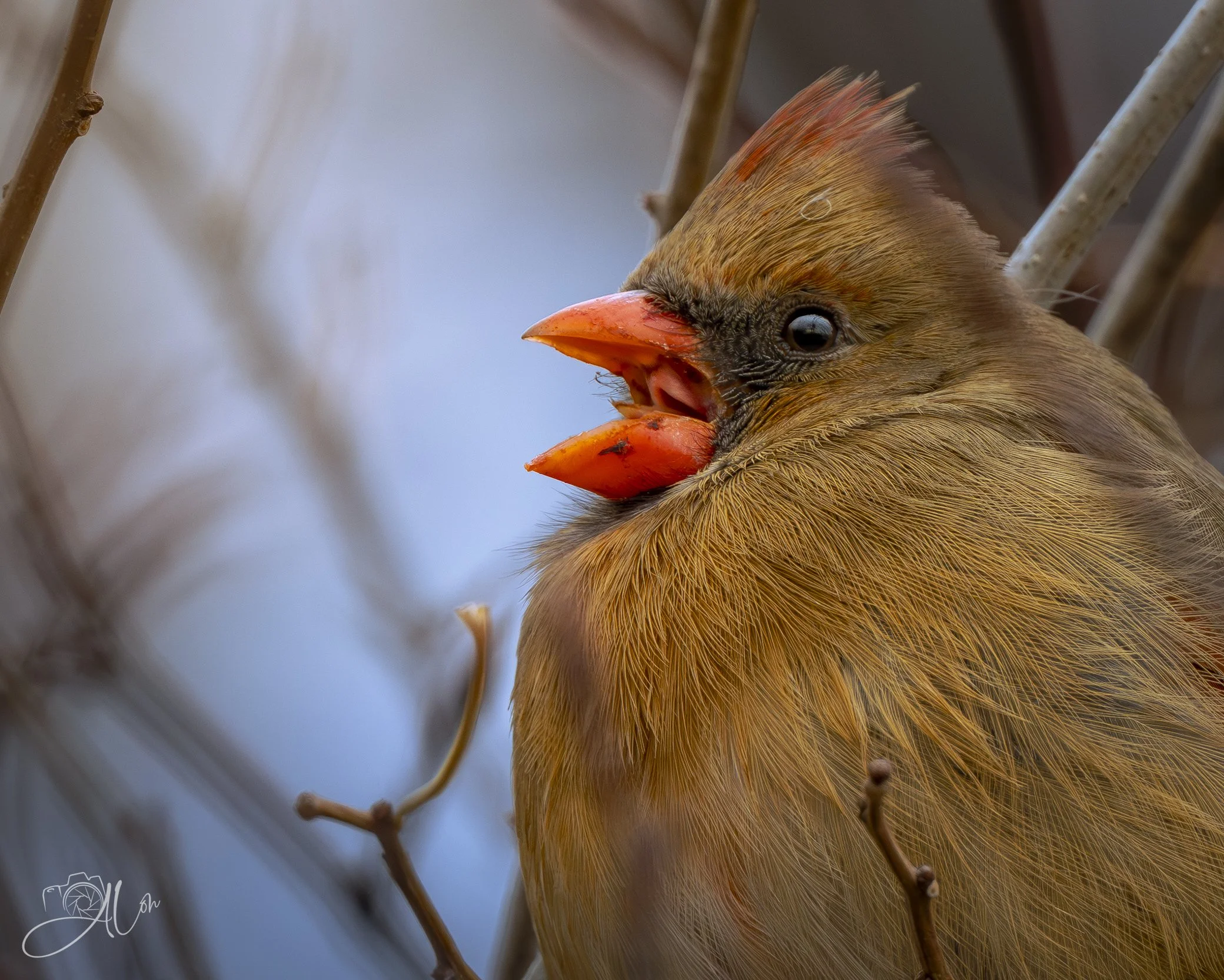 You Never Listen to Me!
(Northern Cardinal)
0Z85574