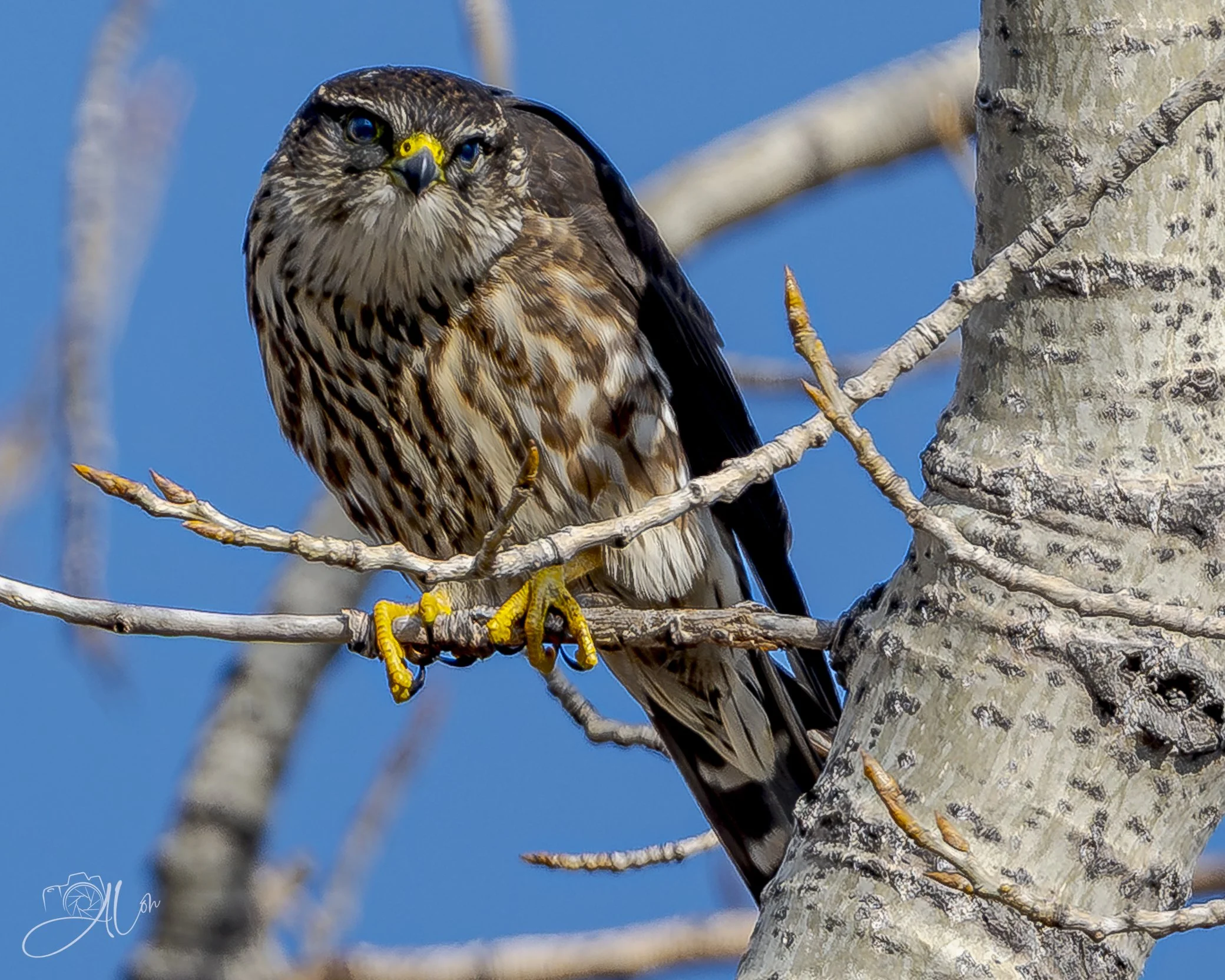 Crows Sighted
(Merlin)
0Z88963