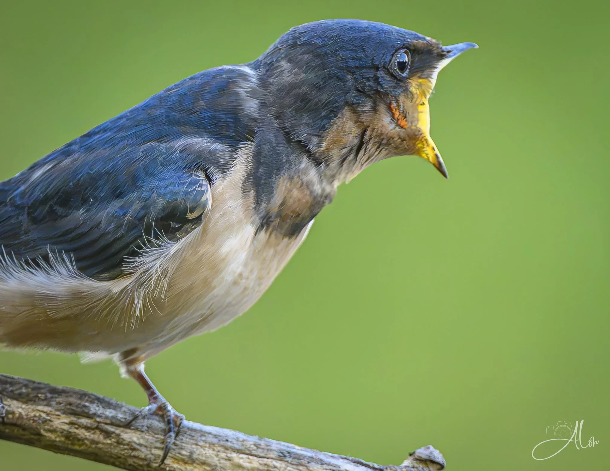 Shouting Match (Barn Swallow) 082426_0795