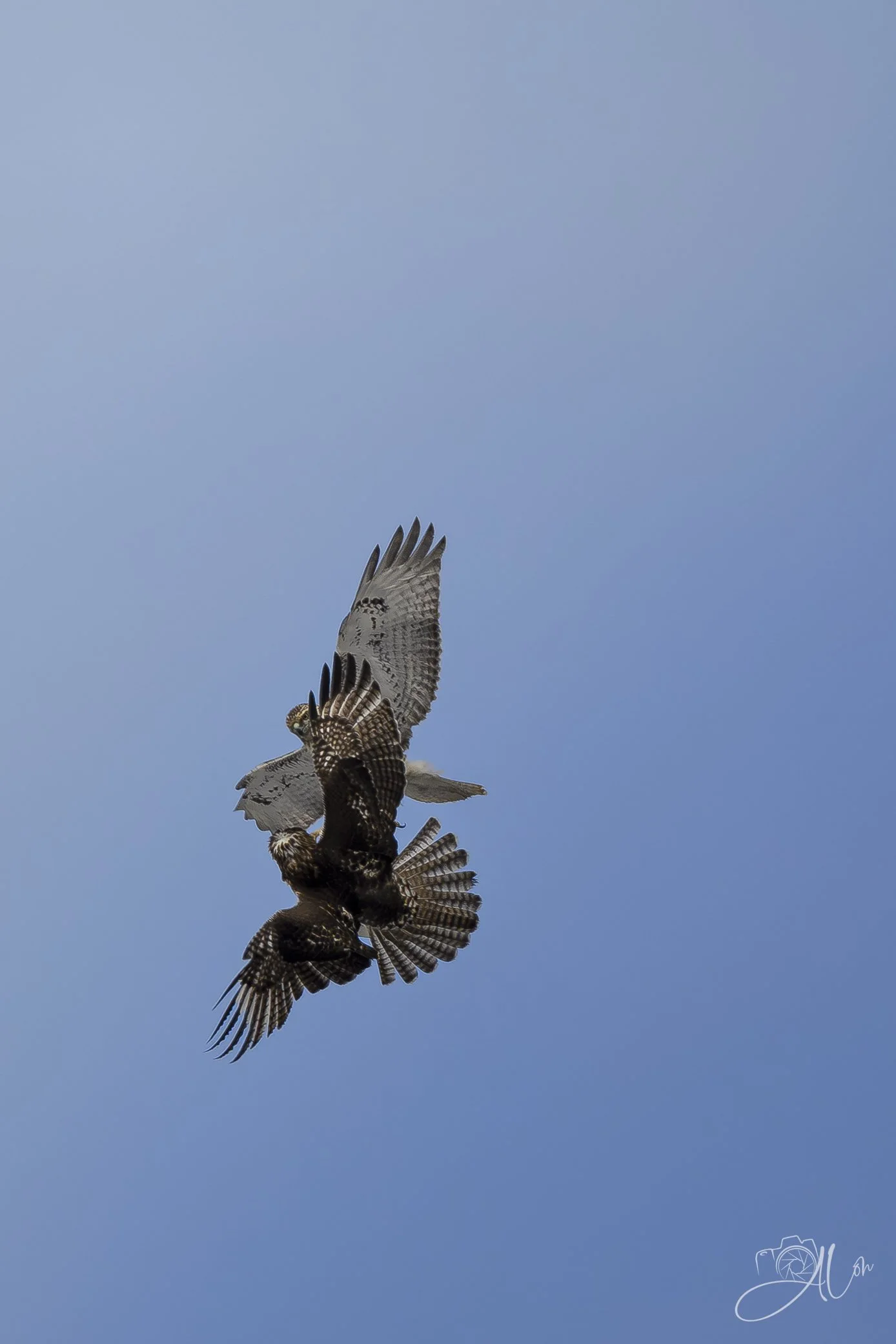 Red-Tail Tussle
(Red Tailed Hawks)
0Z83281