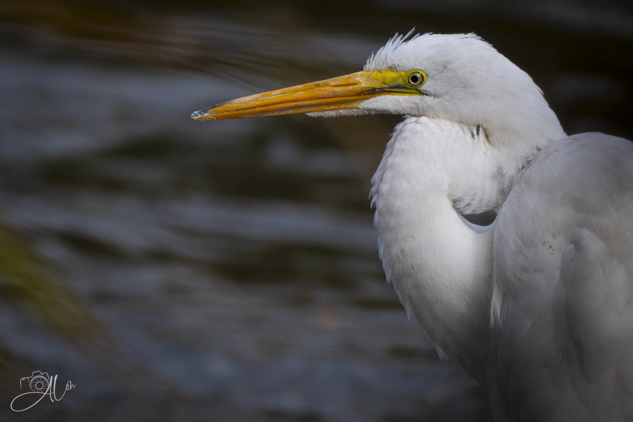 Convoluted
(Great Egret)
0Z84292