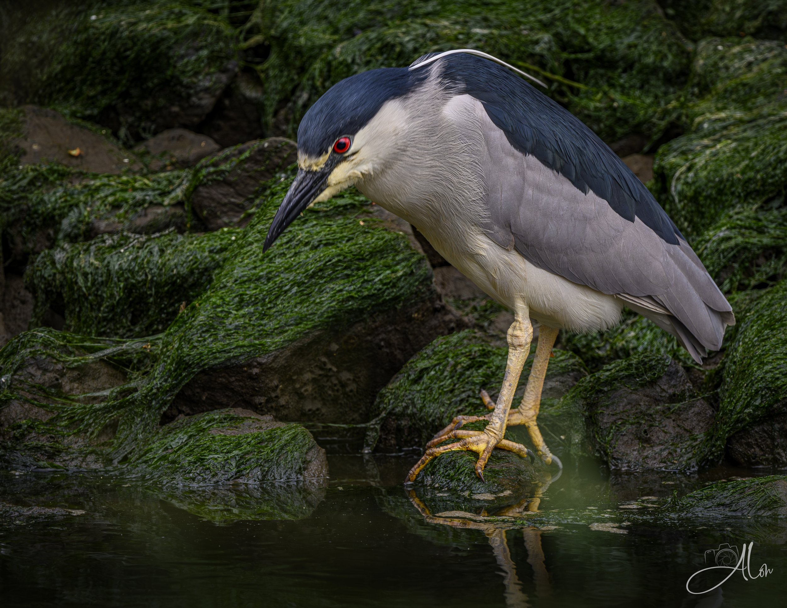 Black-Crowned Night Heron