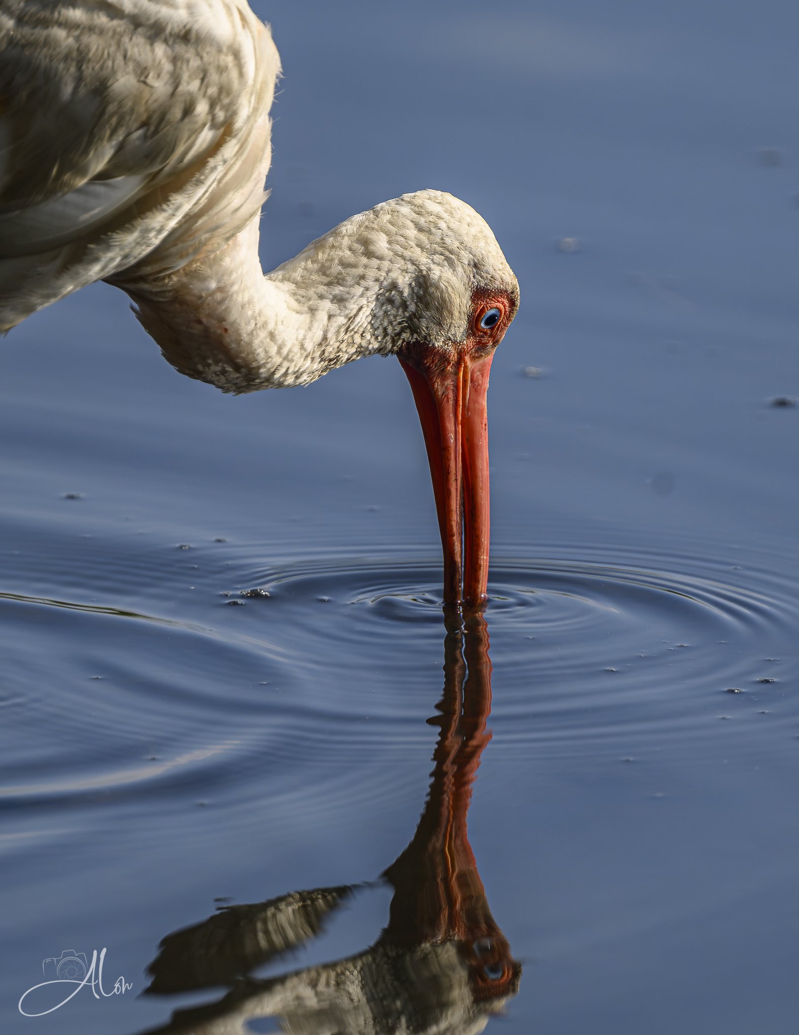 Silly Straw (American White Ibis) 081926_1655