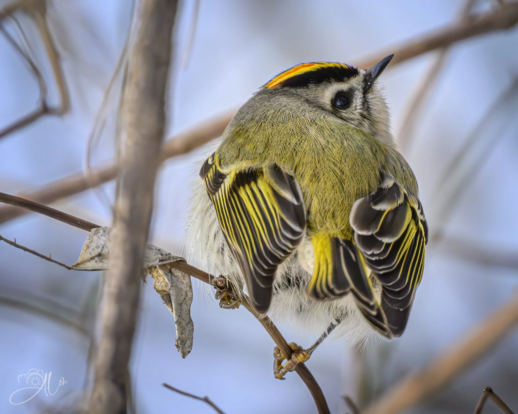 Meth On Wings
(Orange-Crowned Kinglet)
0Z83993