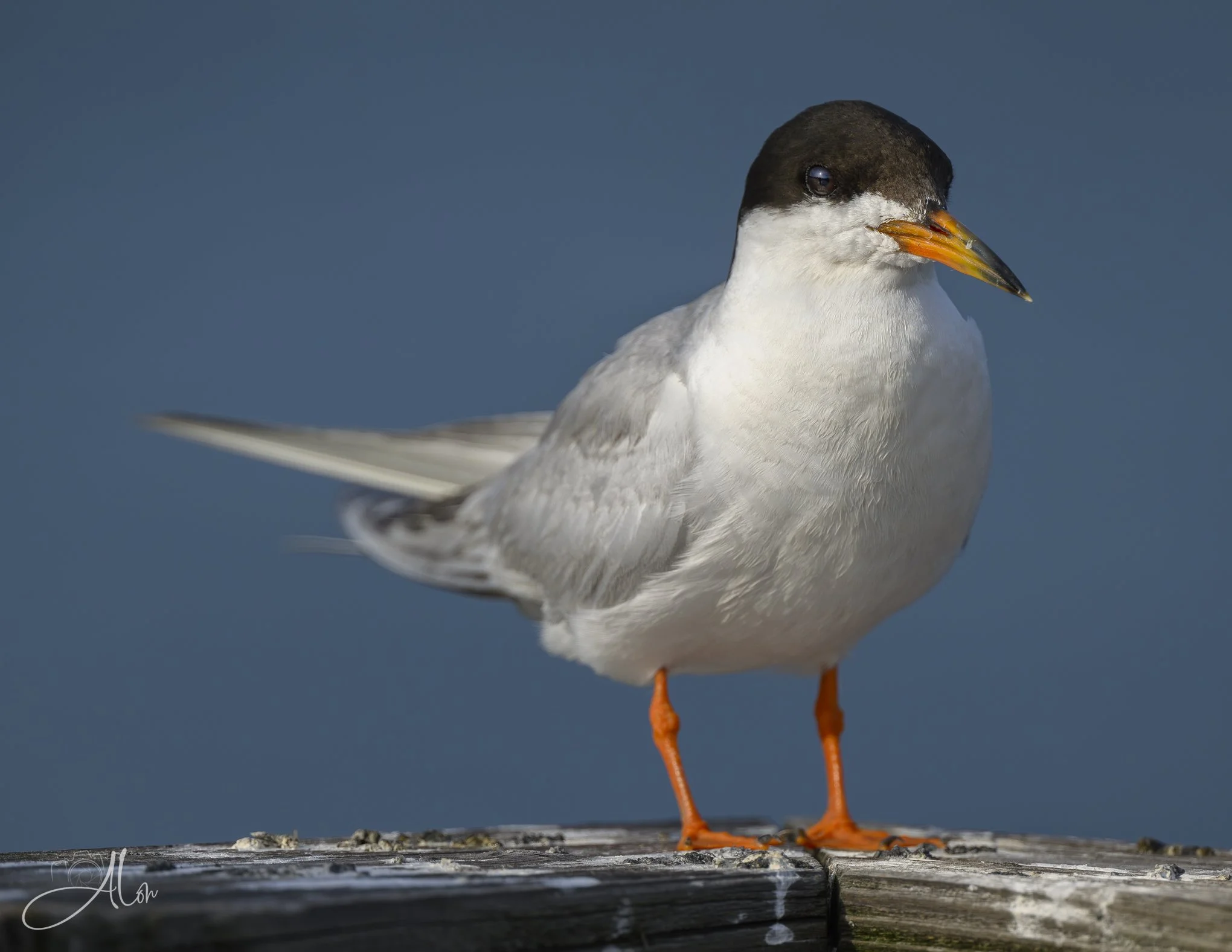 Standing on my own... (Forster's Tern) 20260724_0021