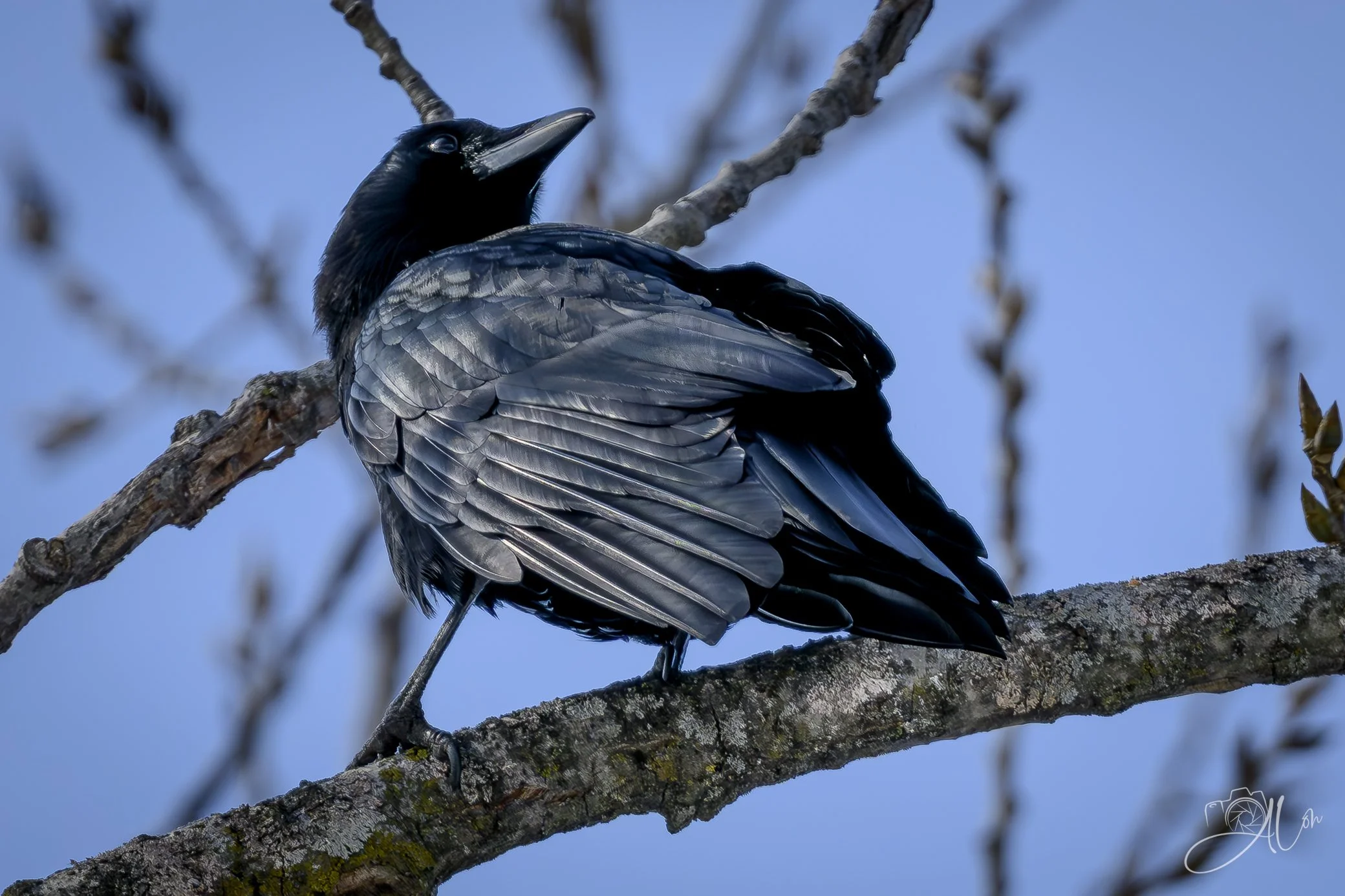 Black Ambient
(American Crow)
0Z87327