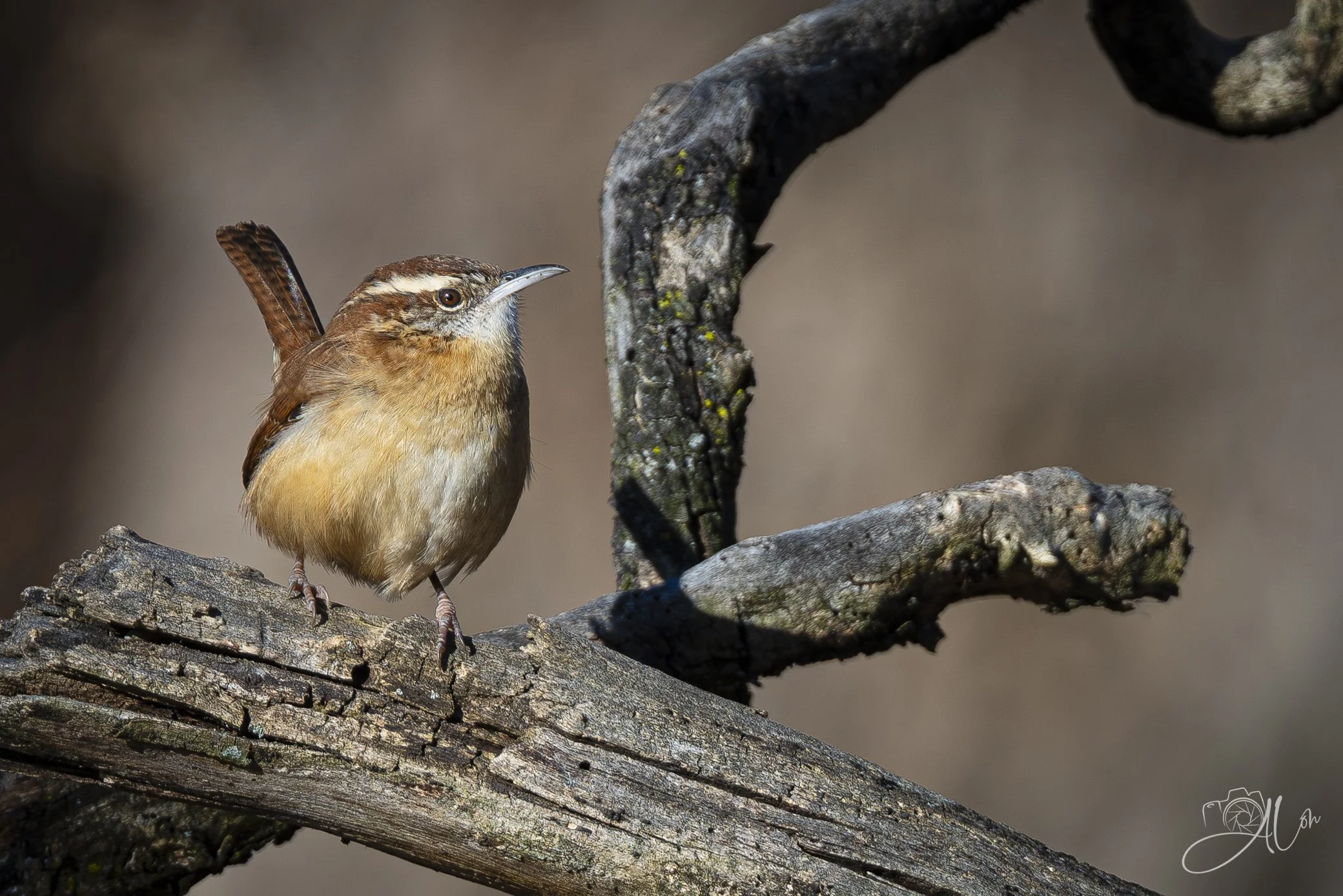 Curtain Call
(Carolina Wren)
0Z81301