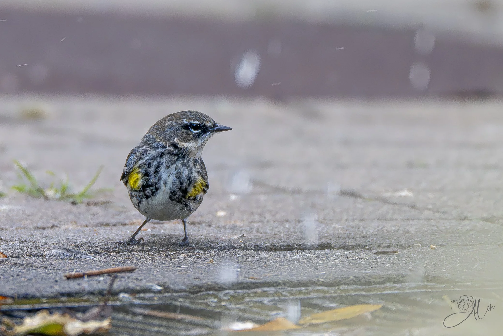 Rump in the Rain
(Yellow-Rumped Warbler)
0Z81799