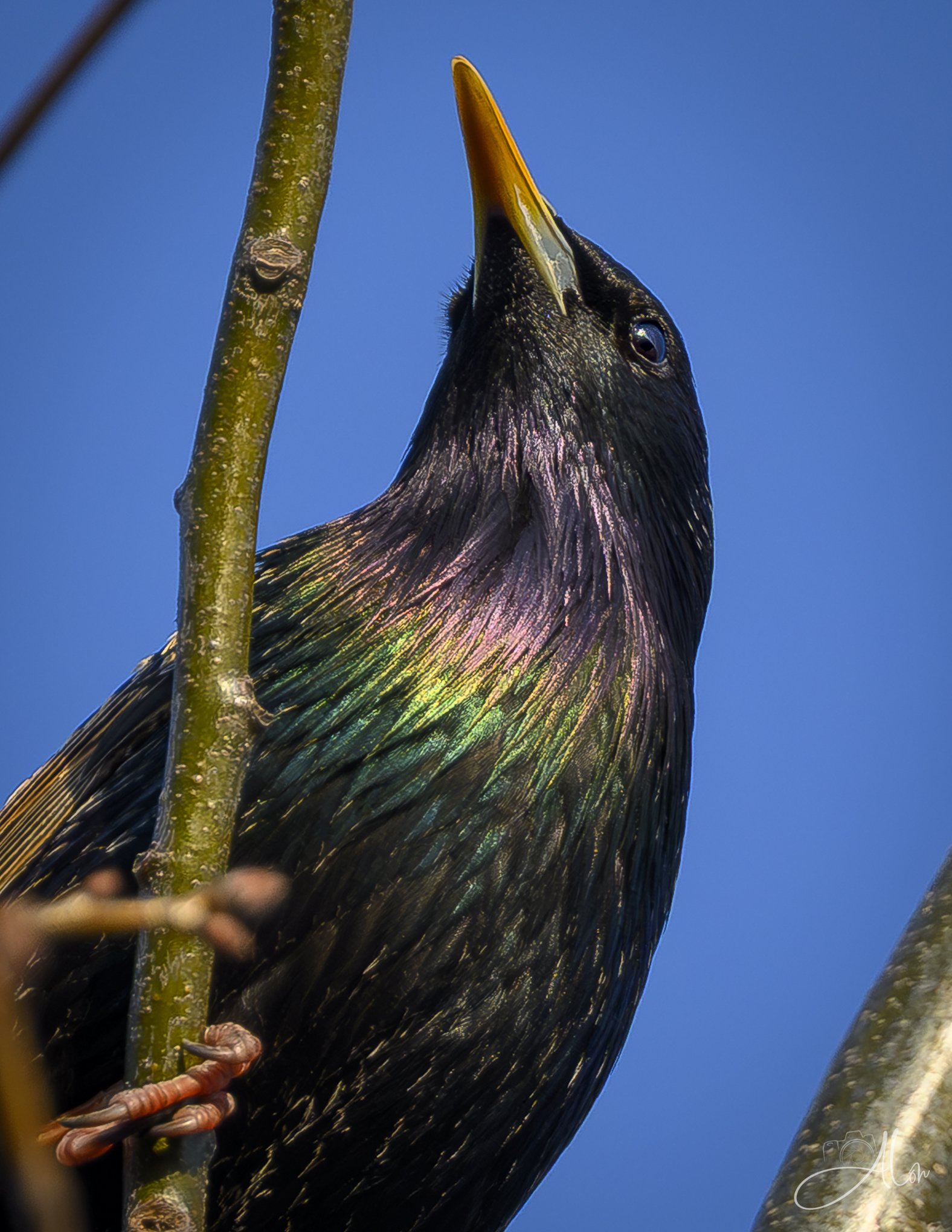 Oxidation
(European Starling)
0Z88288